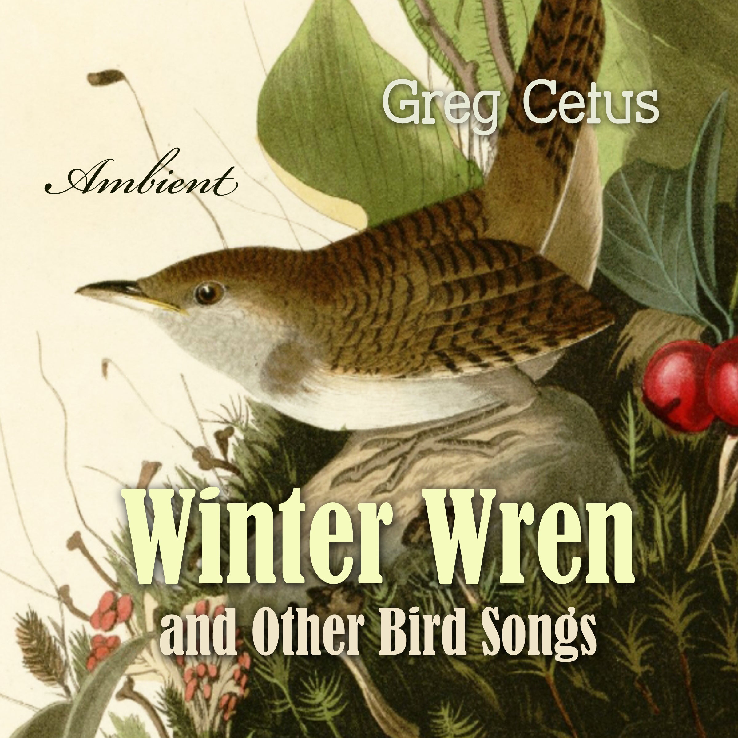 Winter Wren and Other Bird Songs: Nature Sounds for Mindfullness
