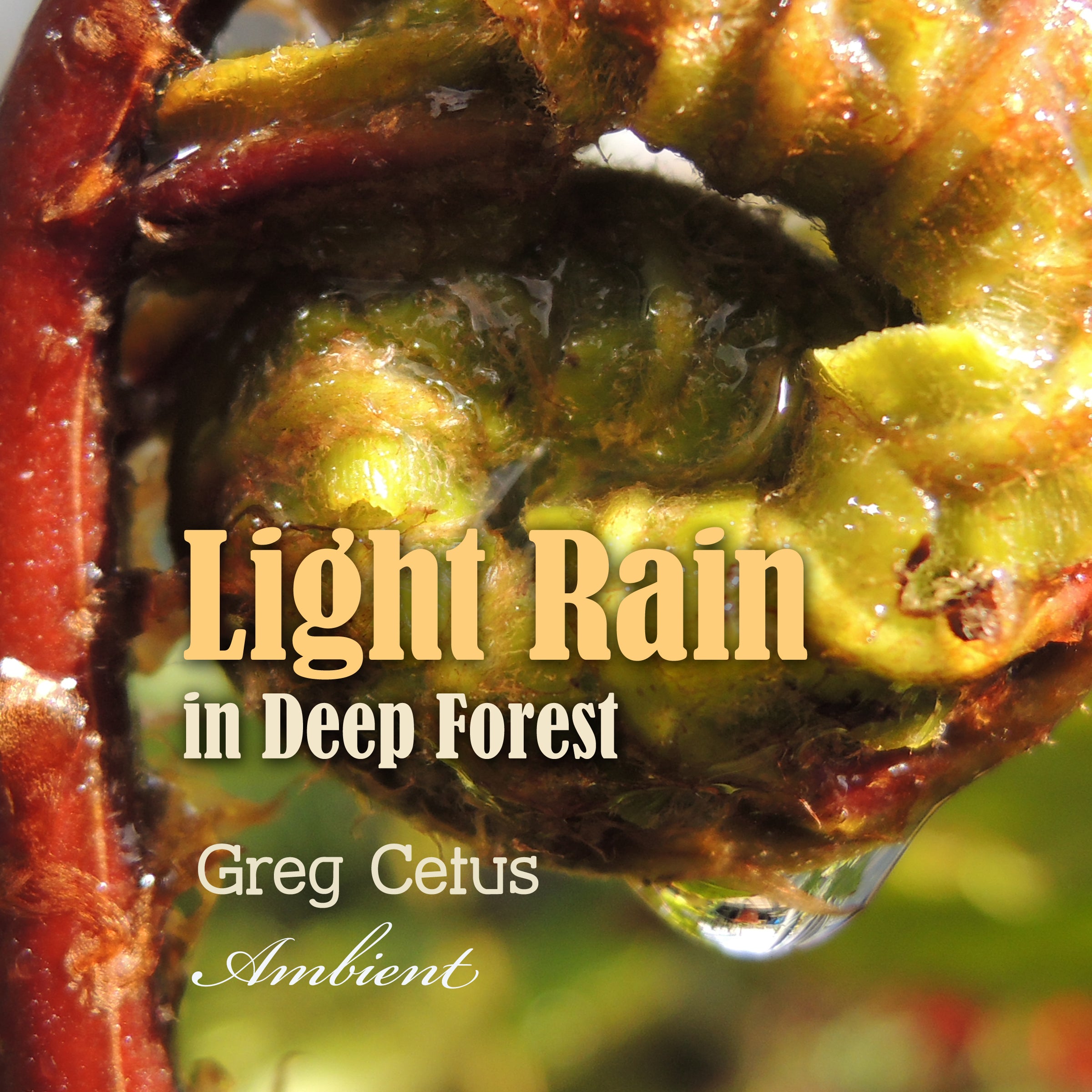 Light Rain in Deep Forest: Nature Sounds for Relaxation