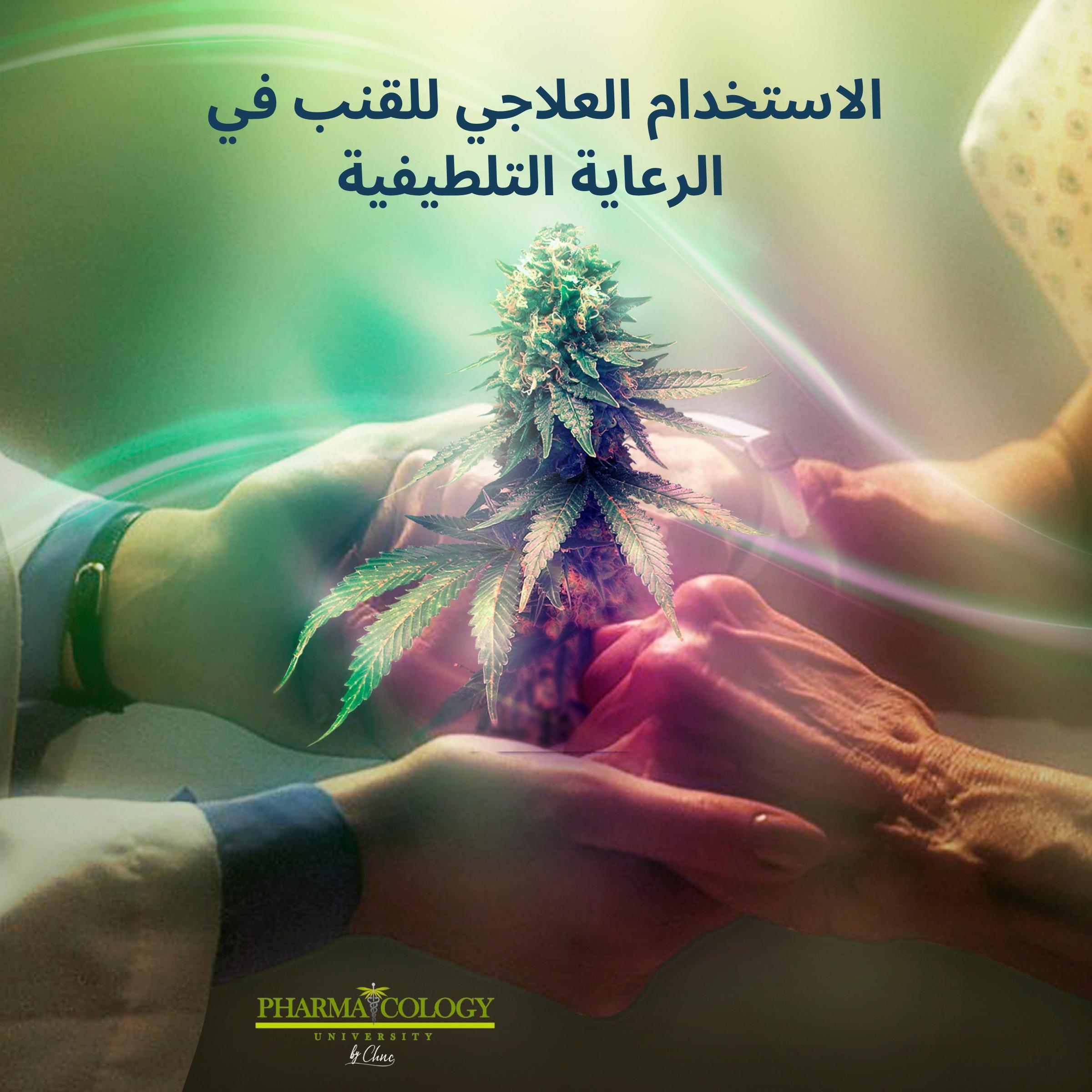 الاستخدام العلاجي للقنب في الرعاية التلطيفية