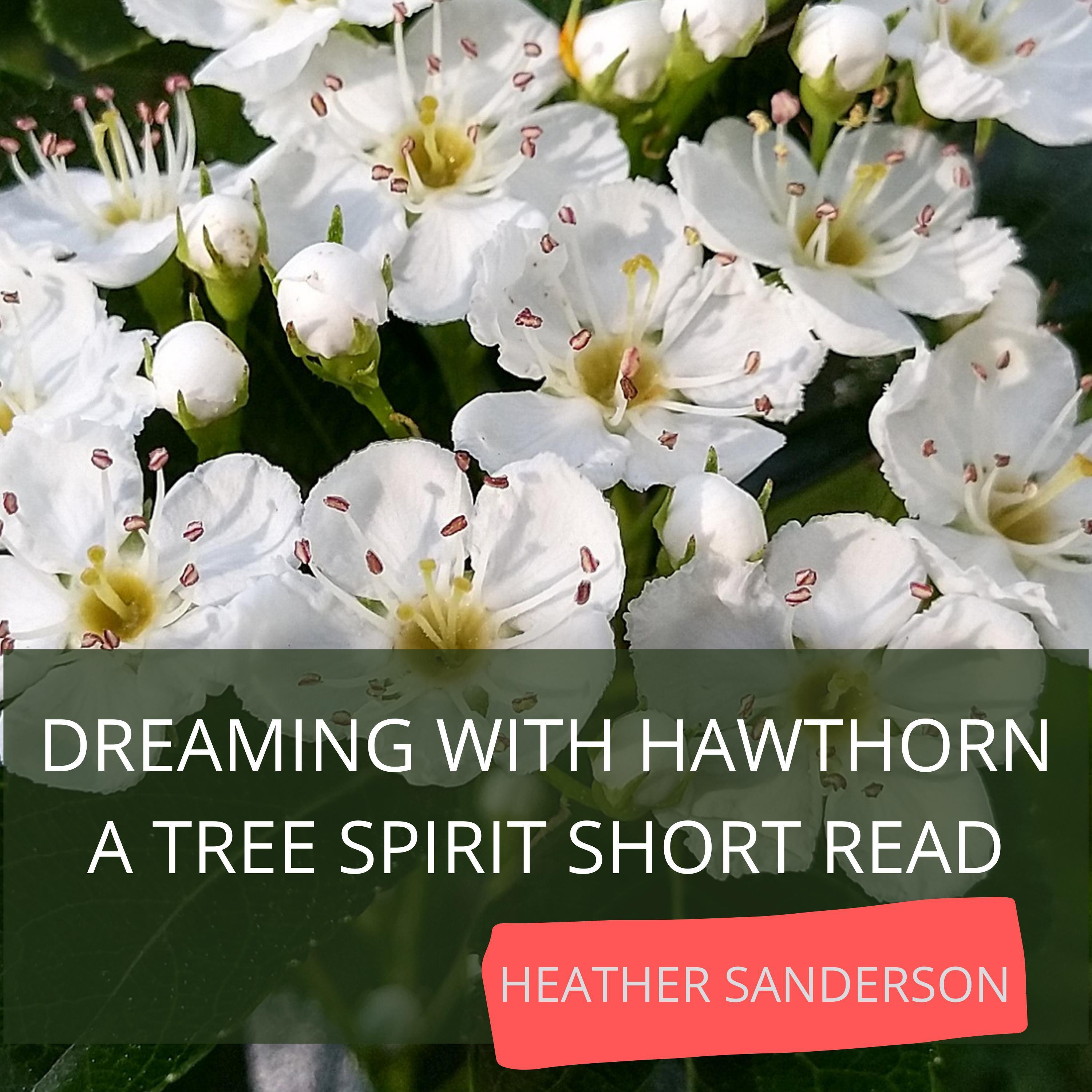 Dreaming with Hawthorn