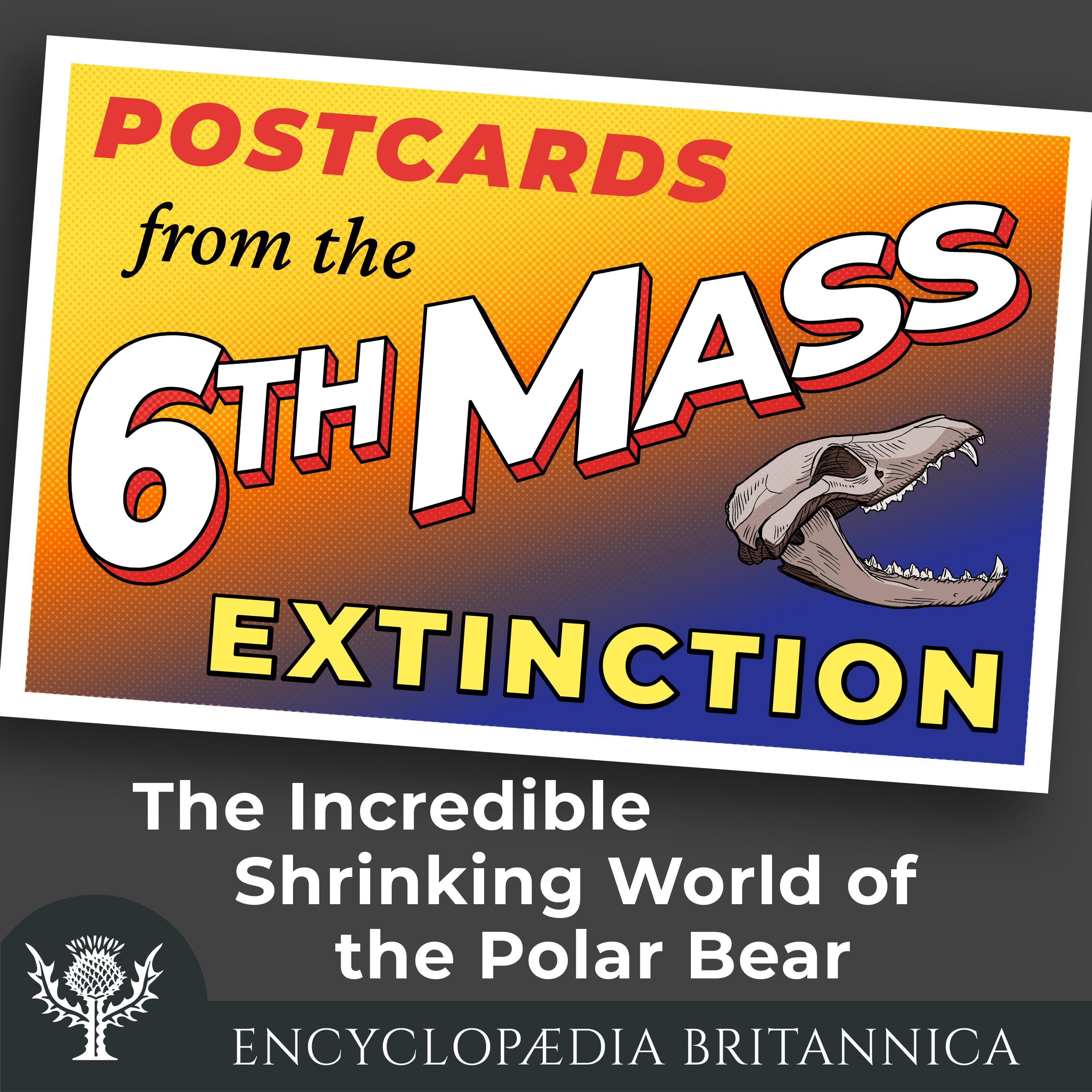 The Incredible Shrinking World of the Polar Bear