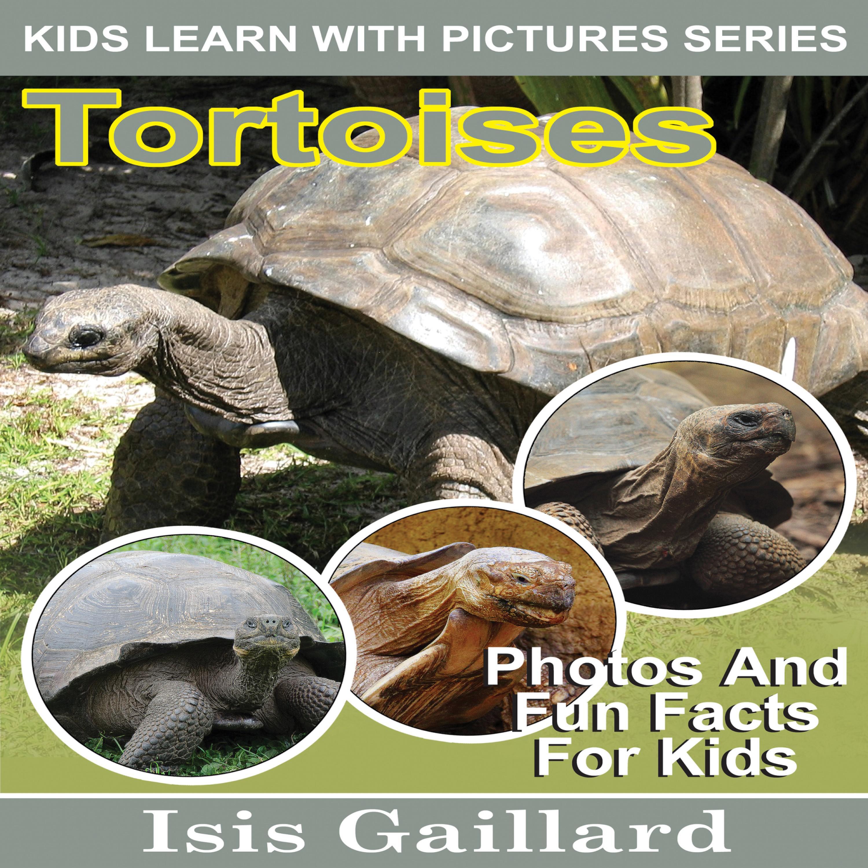 Tortoises