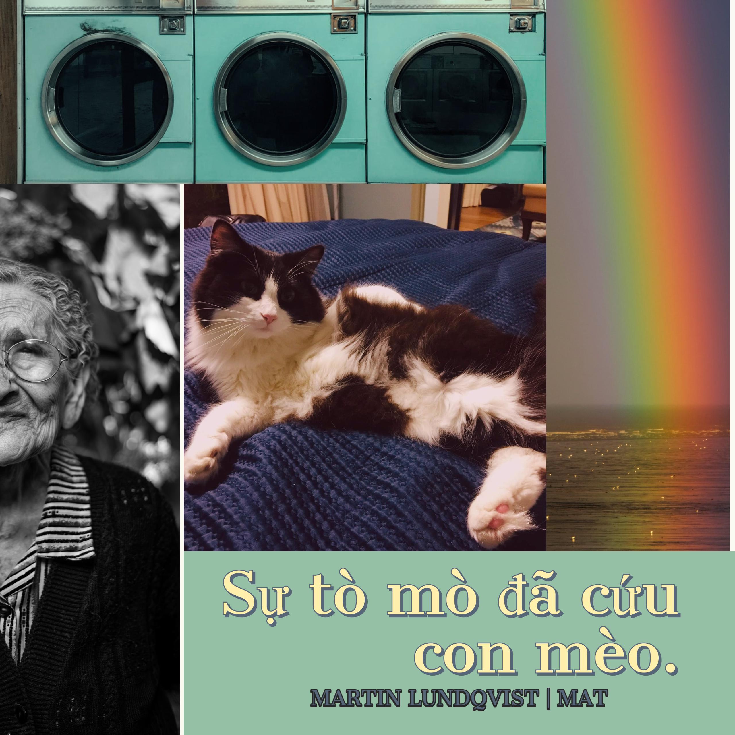 Sự tò mò đã cứu con mèo.