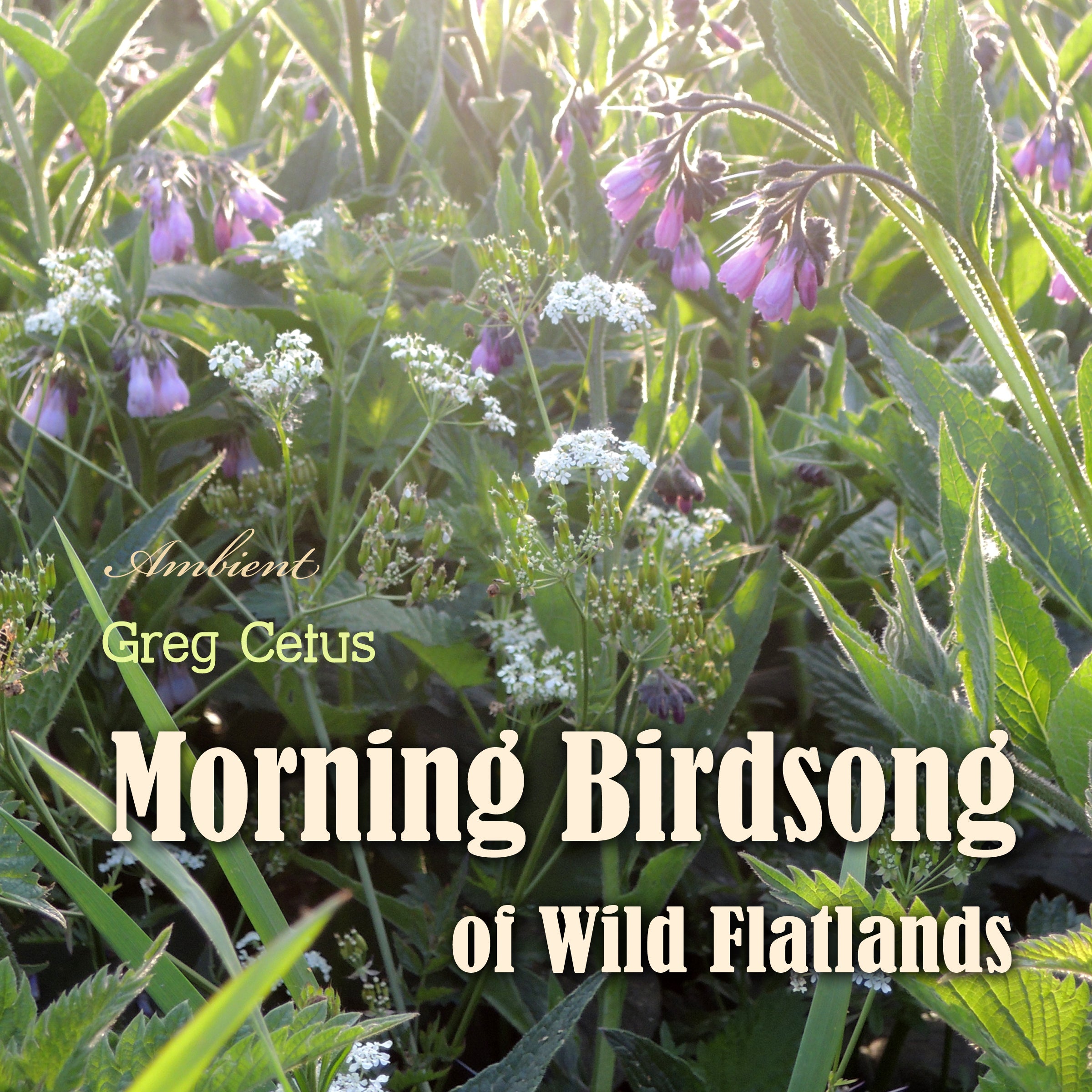 Morning Birdsong of Wild Flatlands