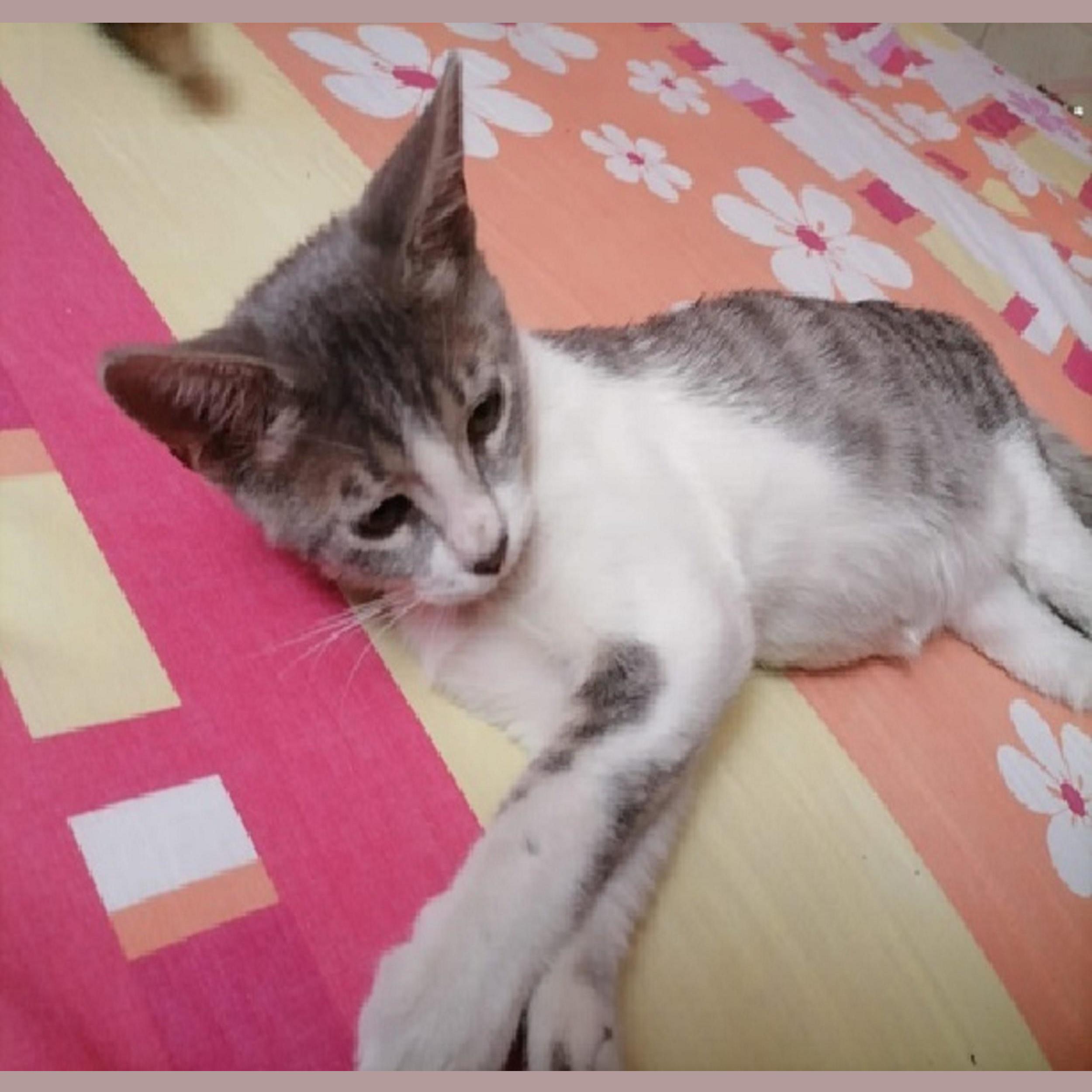 Las Aventuras De Horus El Gato Soñador