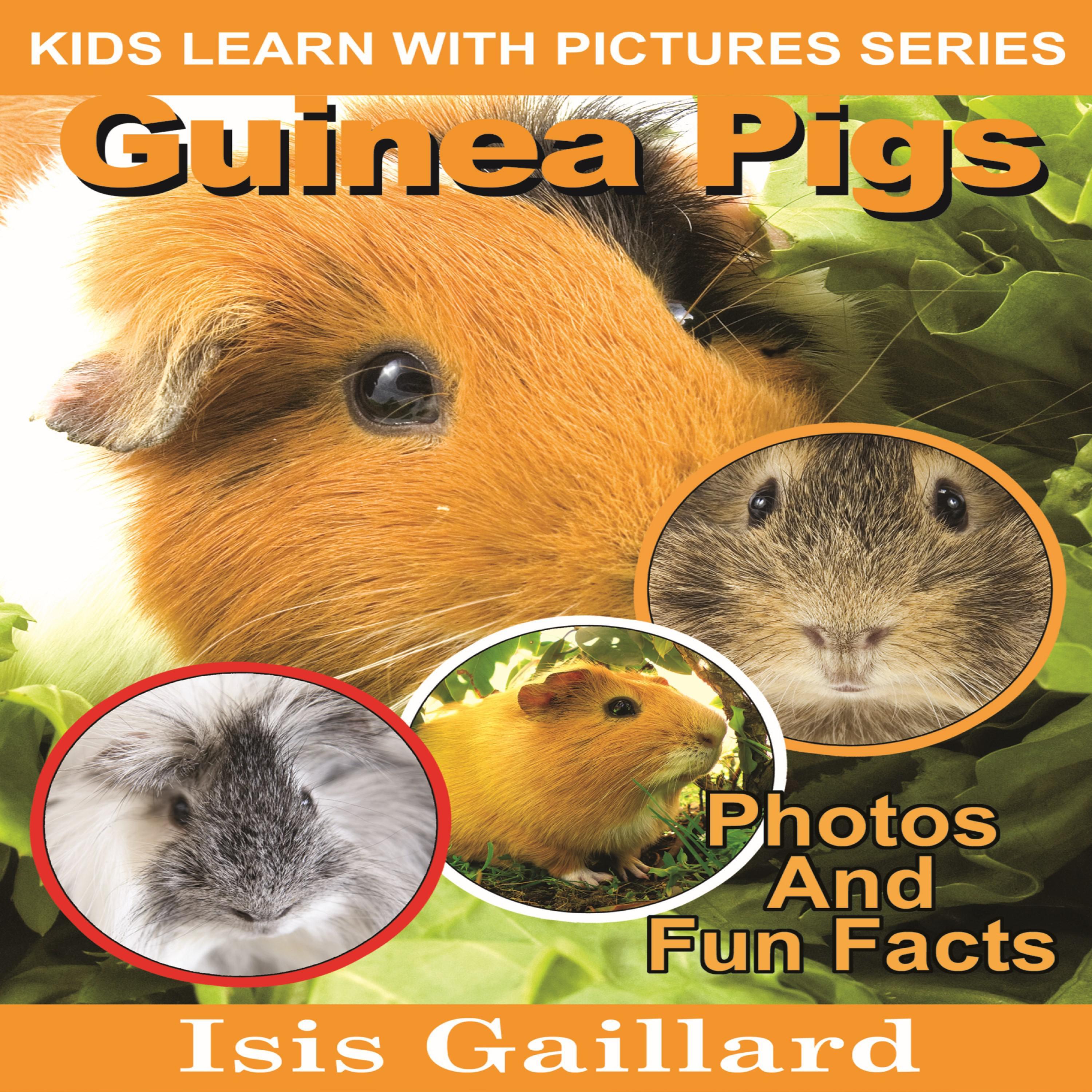 Guinea Pigs