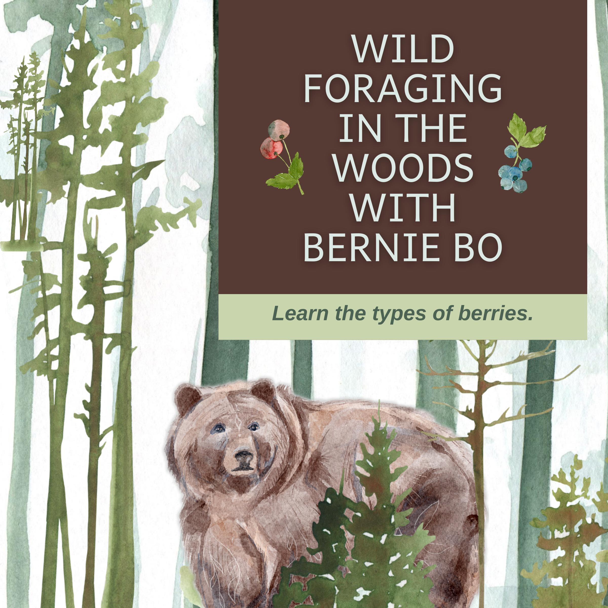 Wild Foraging In The Woods With Bernie Bo