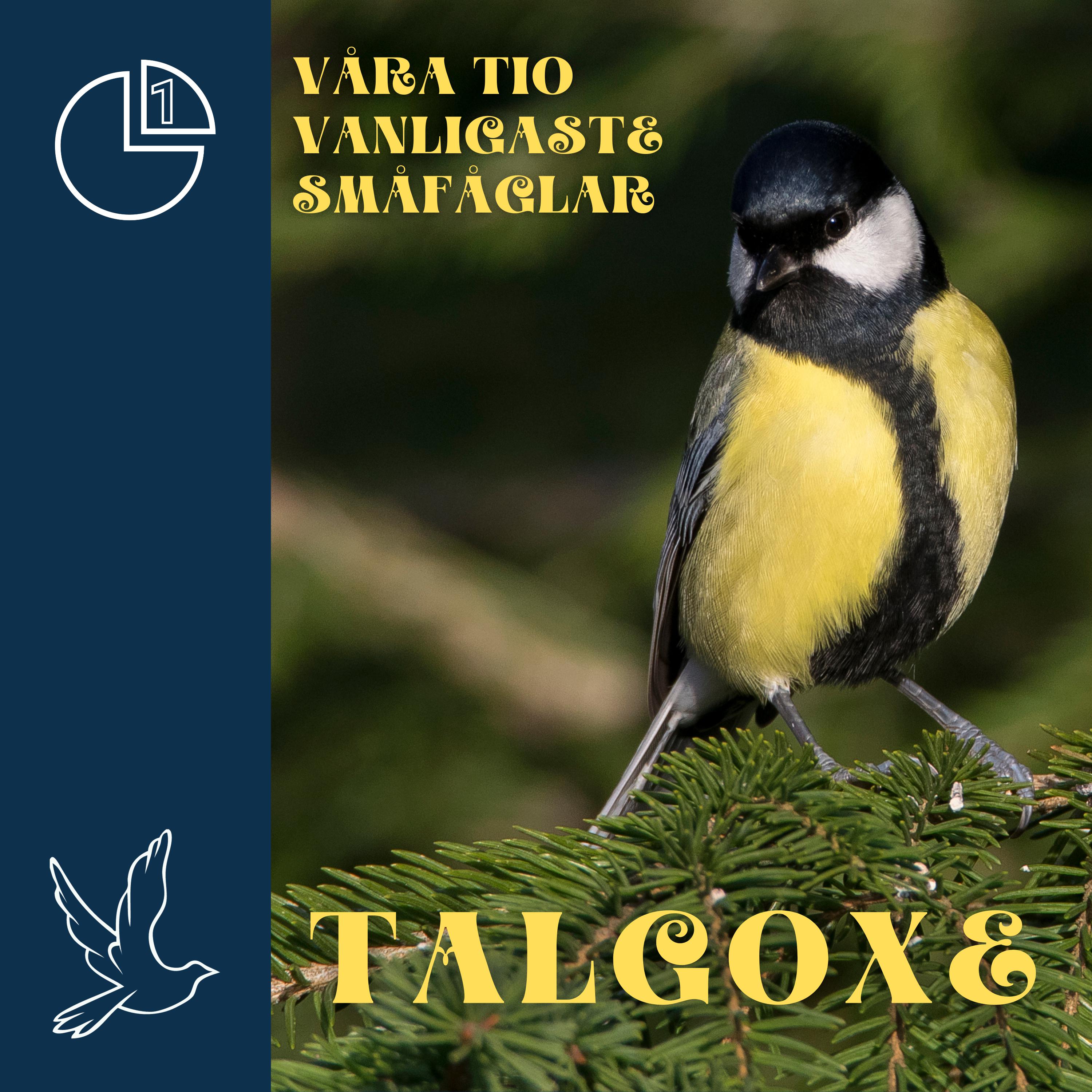 Talgoxe
