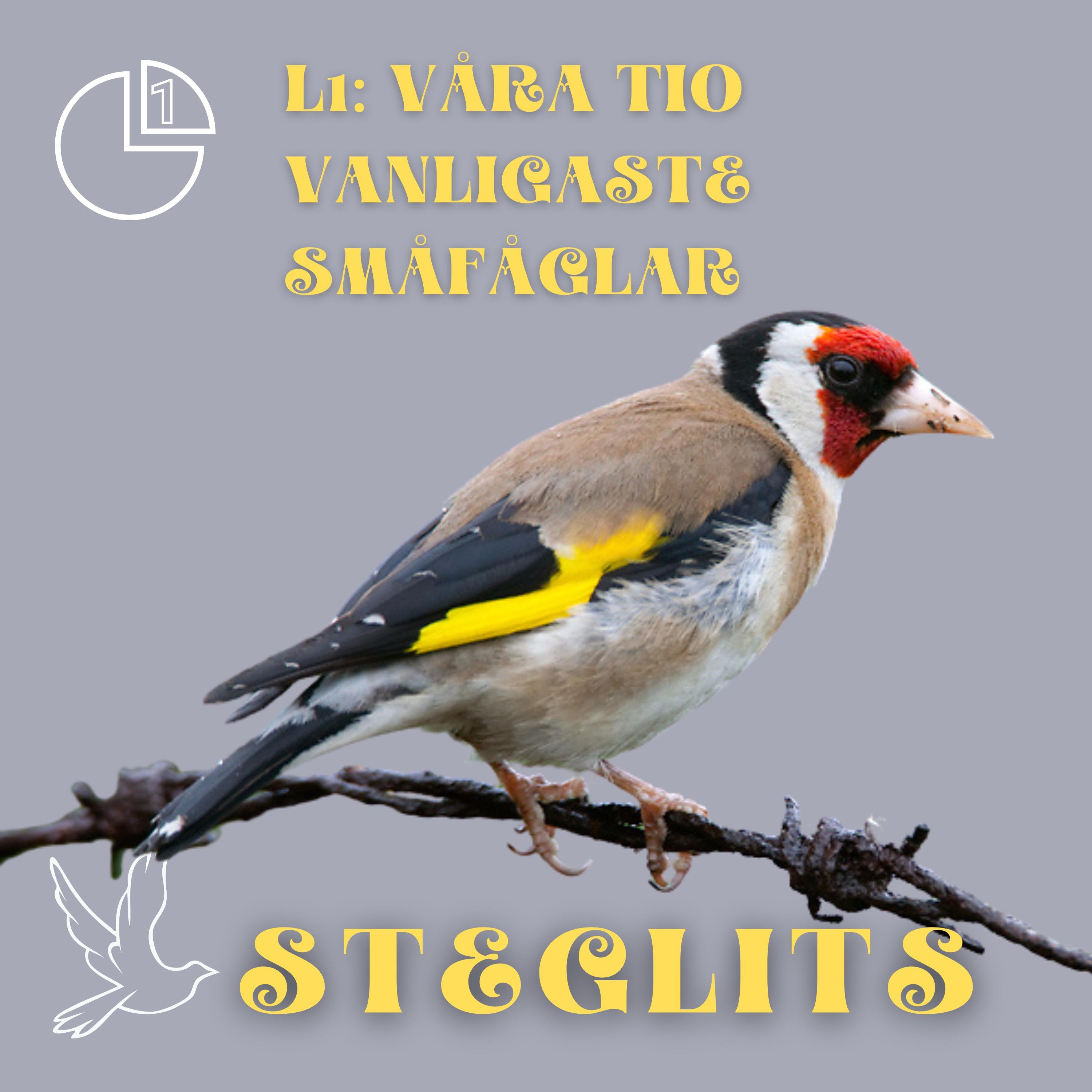 Steglits