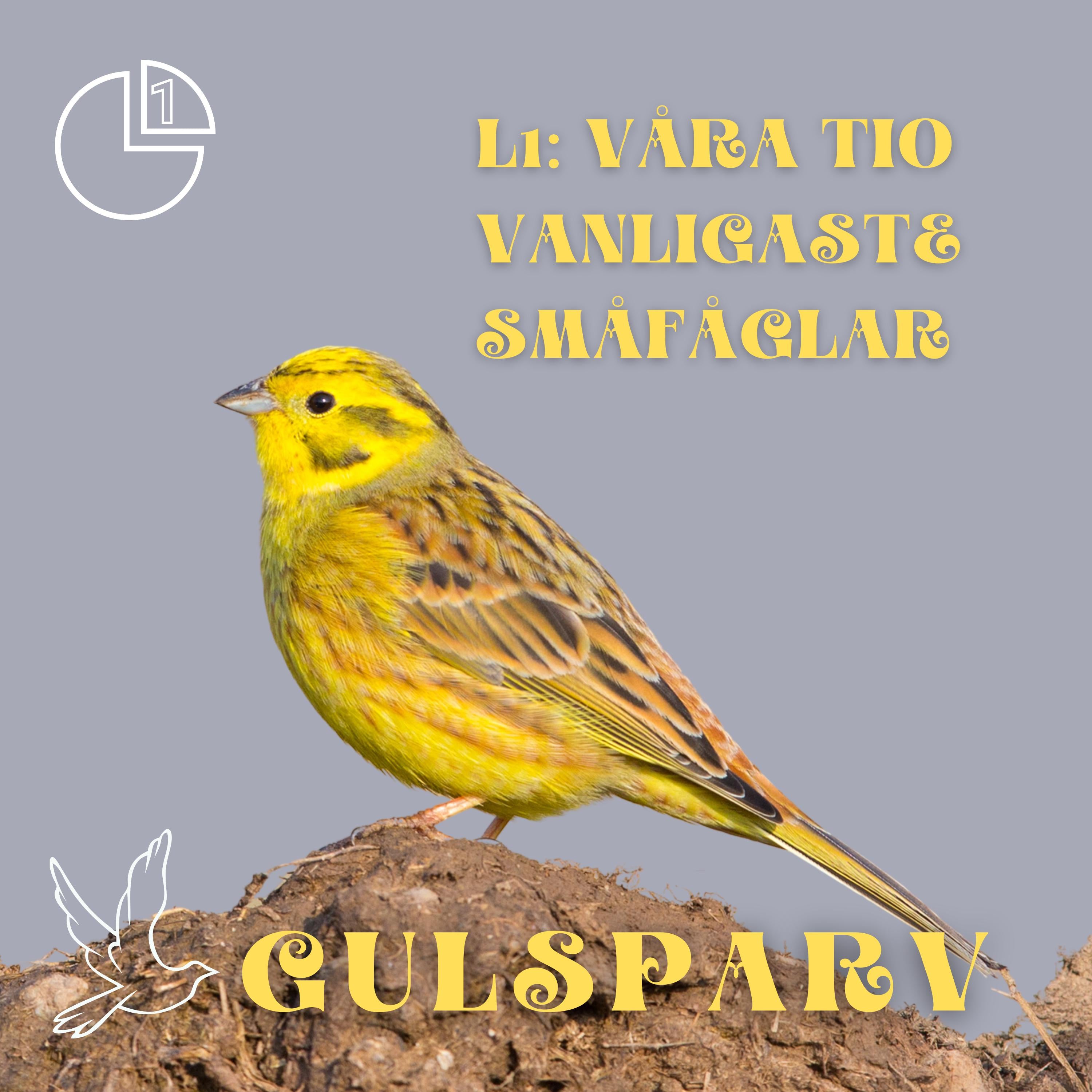Gulsparv