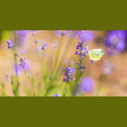 Meditation for Health - Living with Change