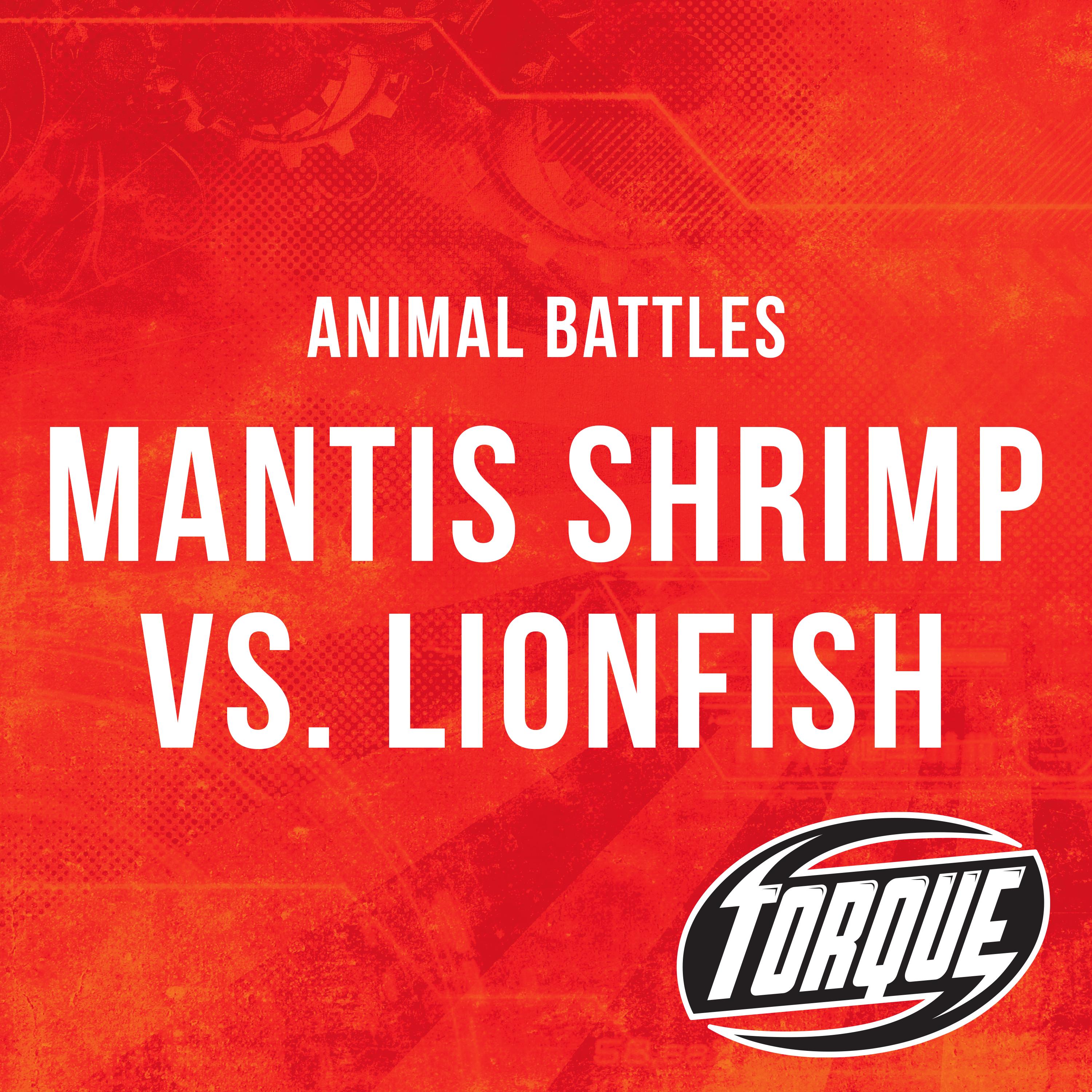 Mantis Shrimp vs. Lionfish