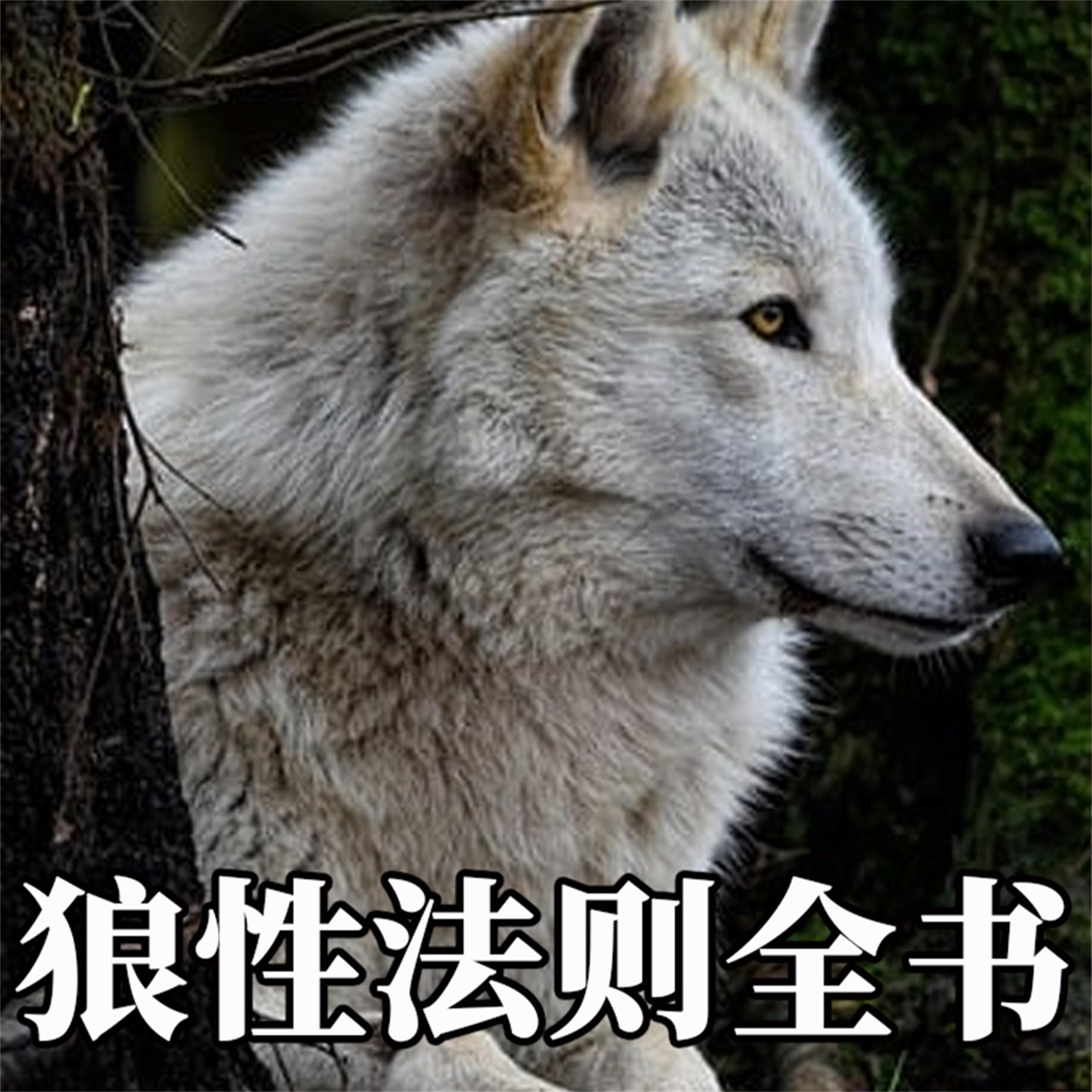 狼性法则全书