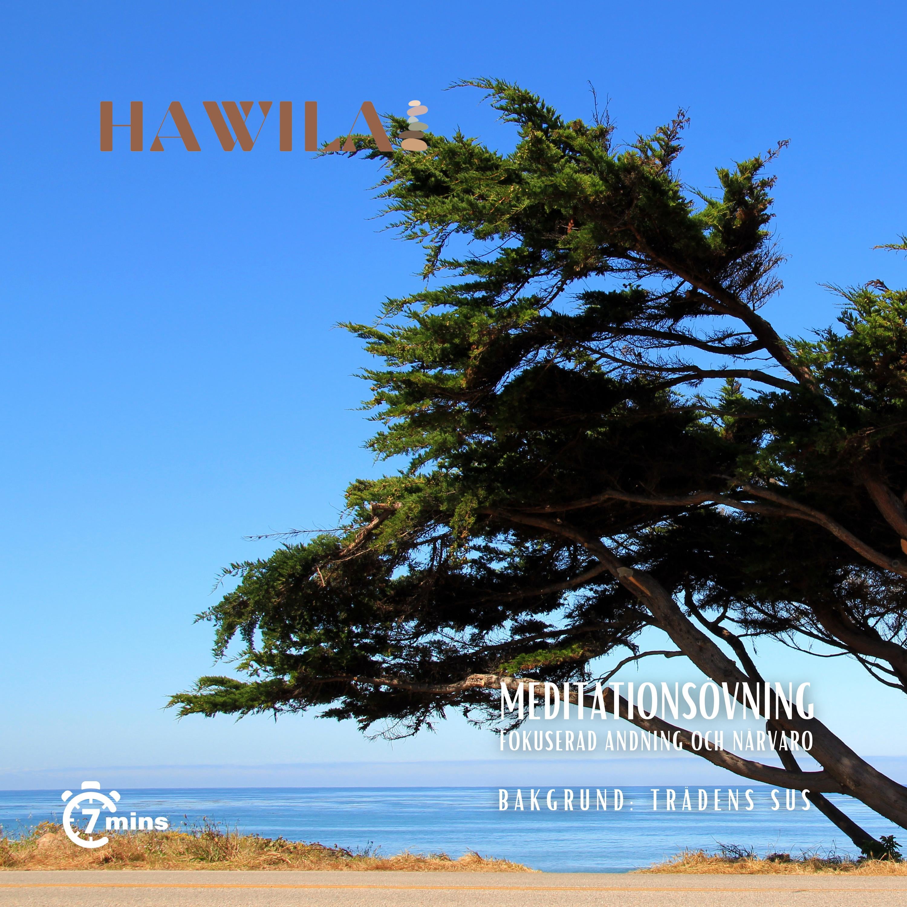 Meditationsövning - Trädens sus