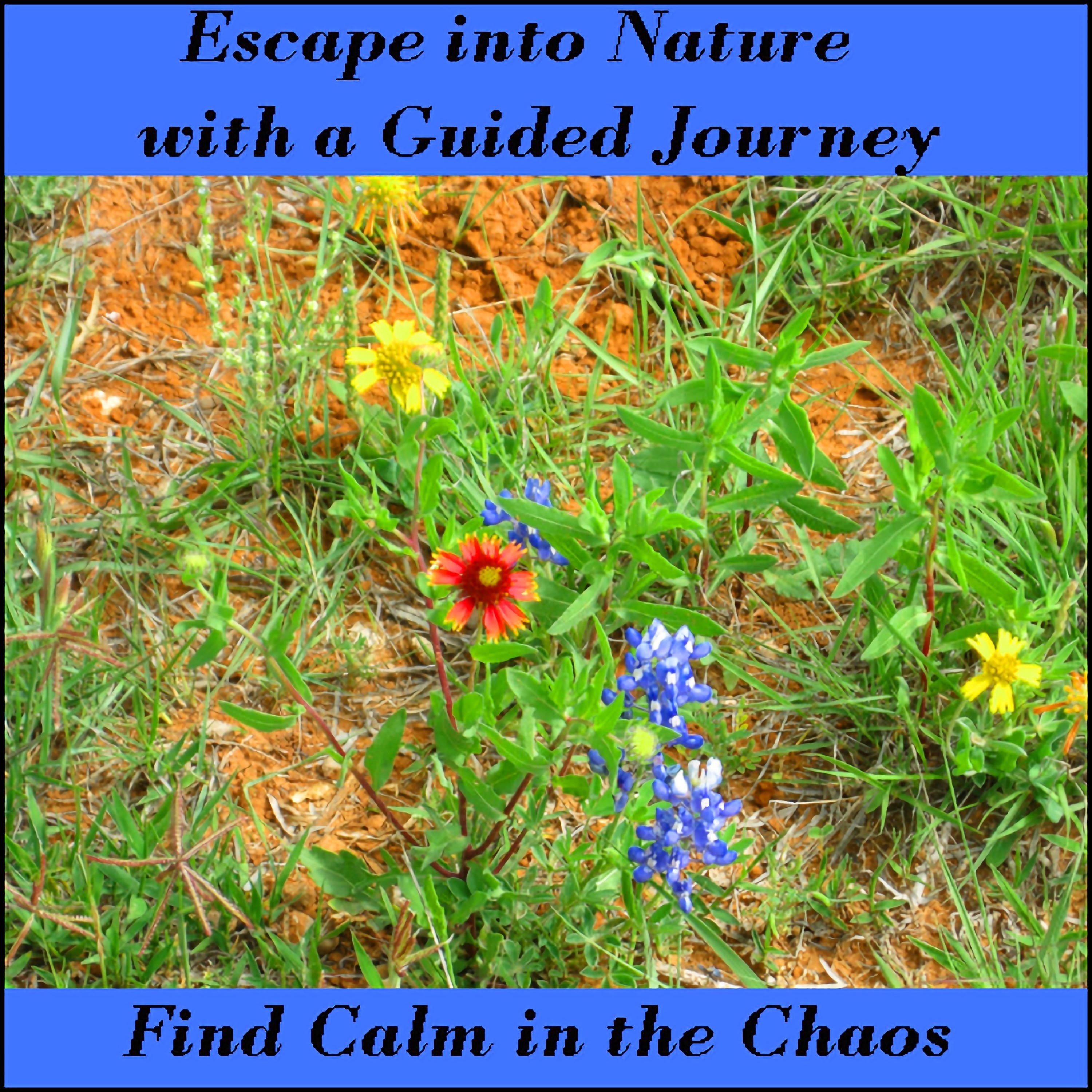 Escape Into Nature With A Guided Journey – Find Calm in the Chaos