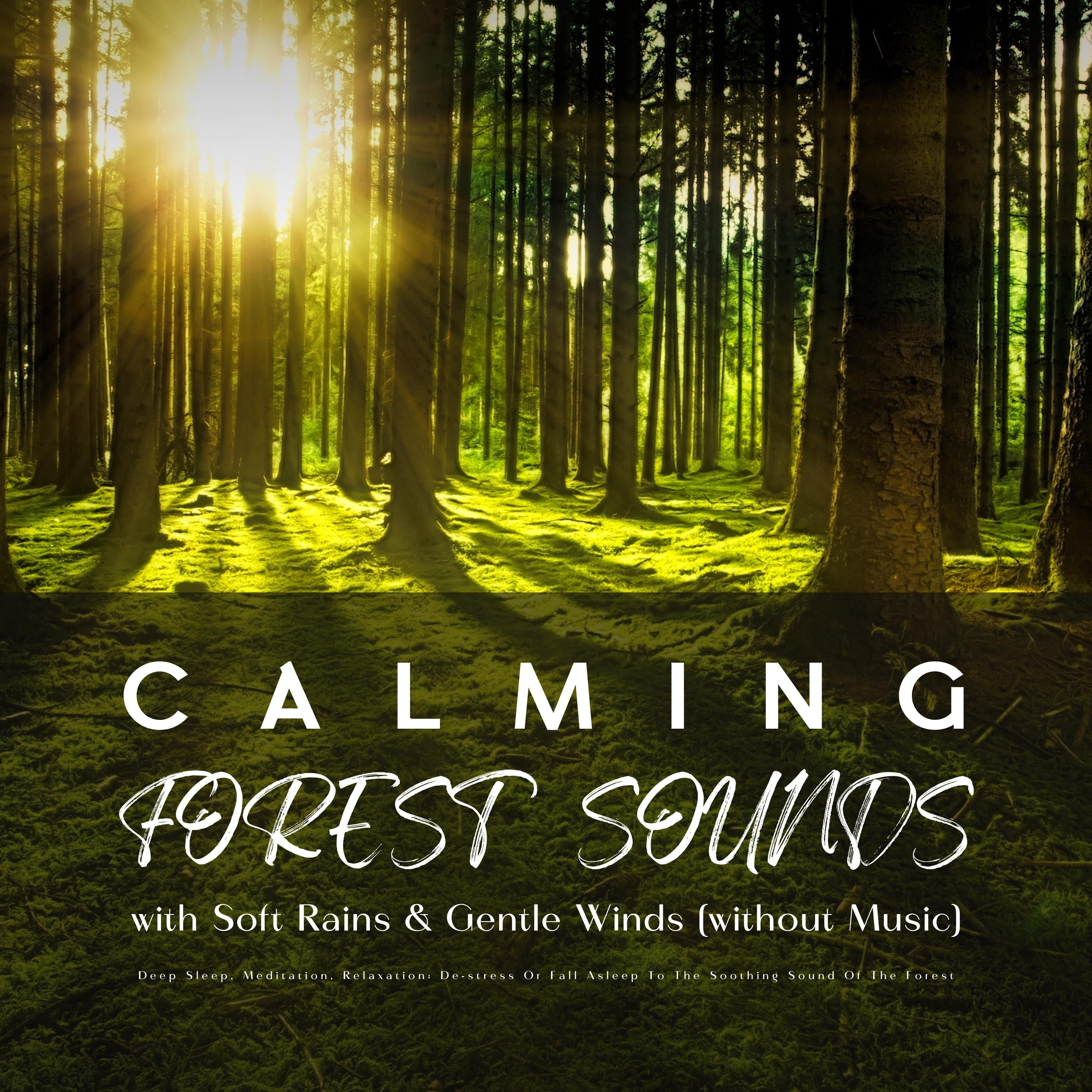 Calming Forest Sounds with Relaxing Rain & Gentle Winds (without Music)
