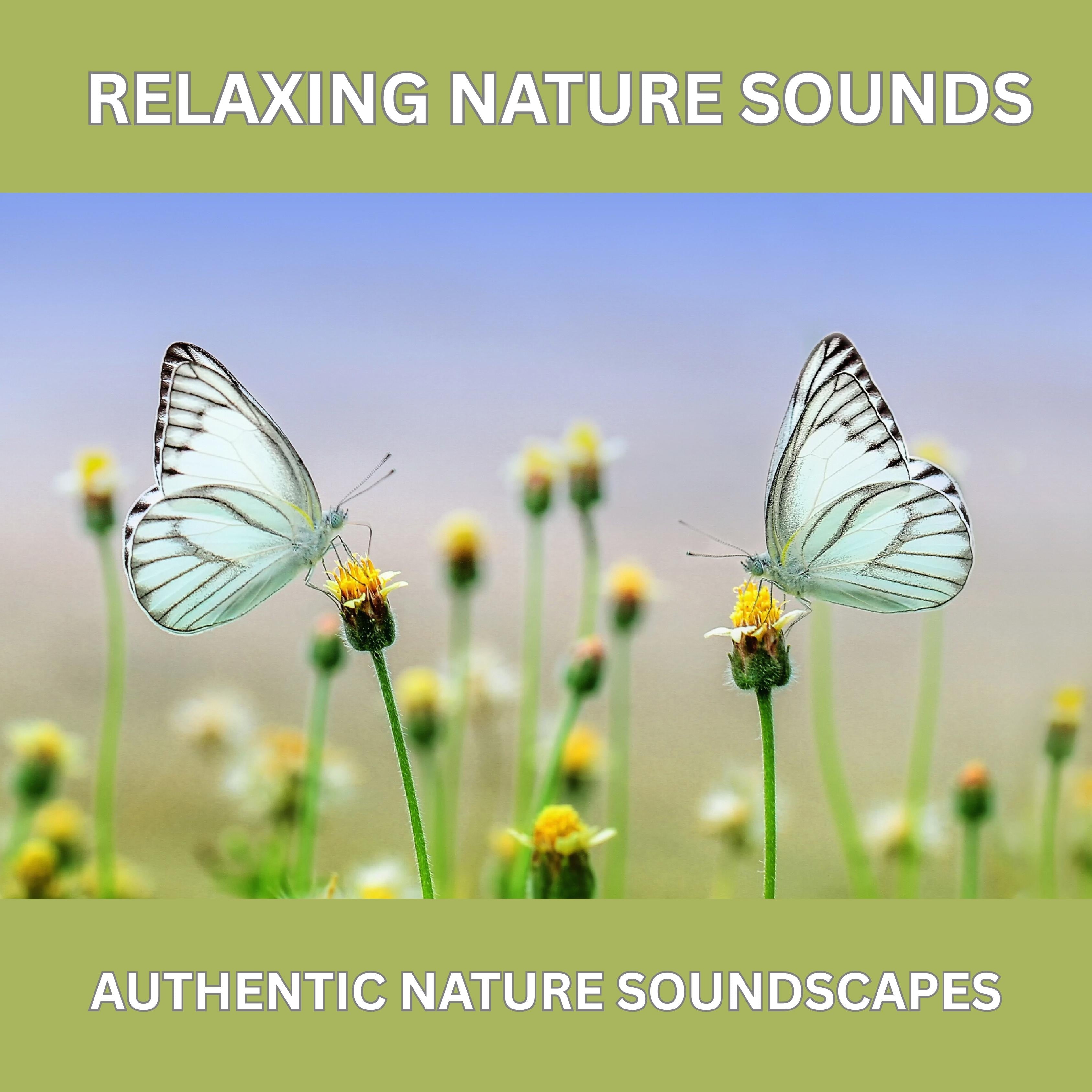 Relaxing Nature Sounds – Over 10 Hours of Pure Natural Ambience (Without Music)
