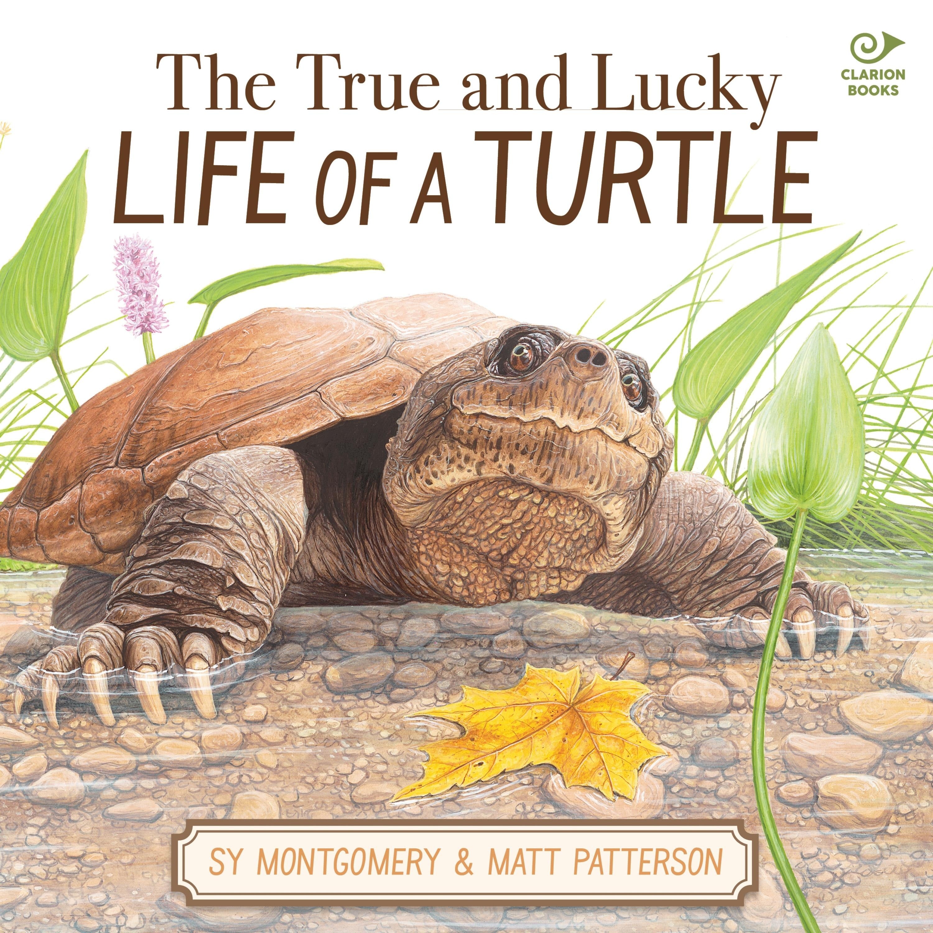 The True and Lucky Life of a Turtle