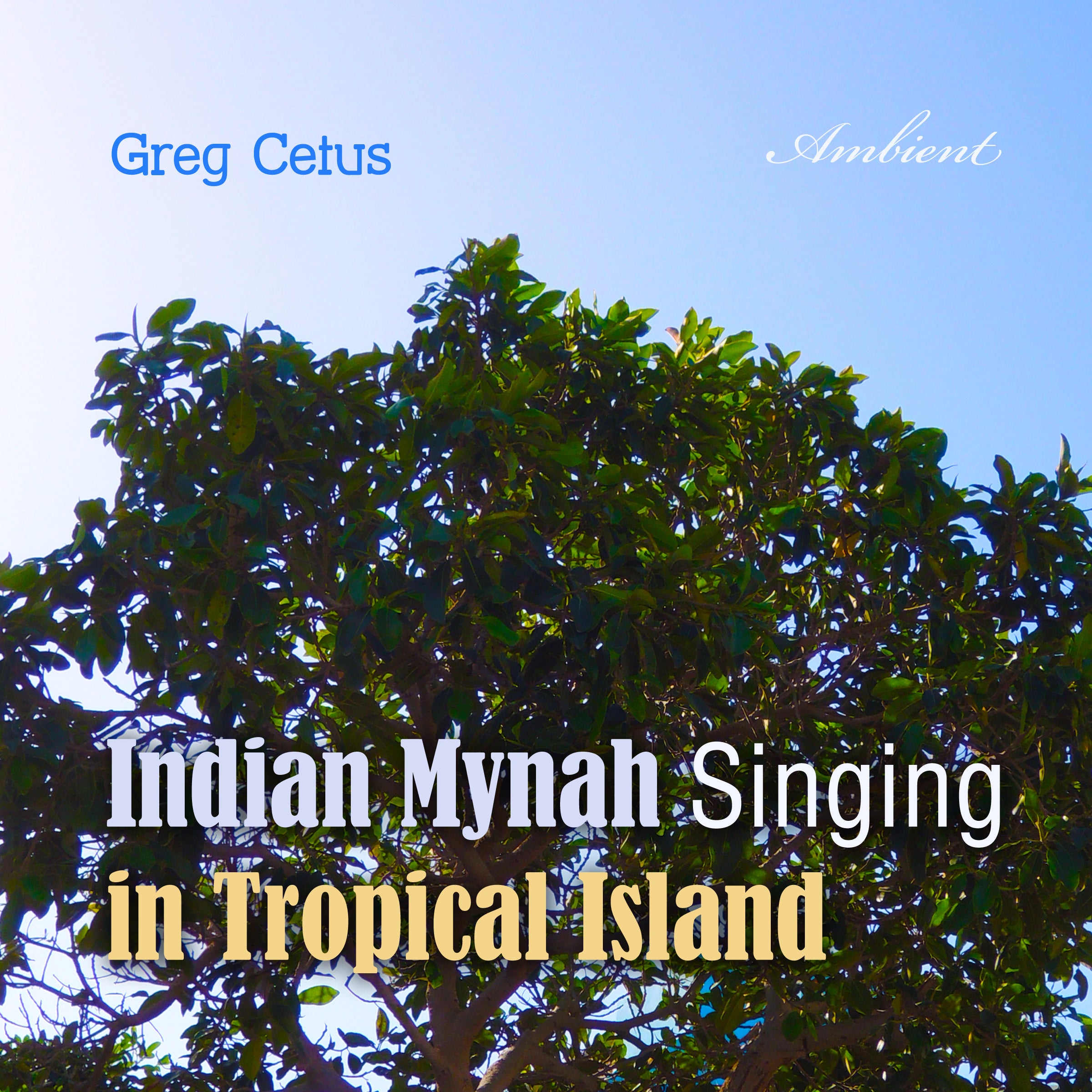 Indian Mynah Singing in Tropical Island