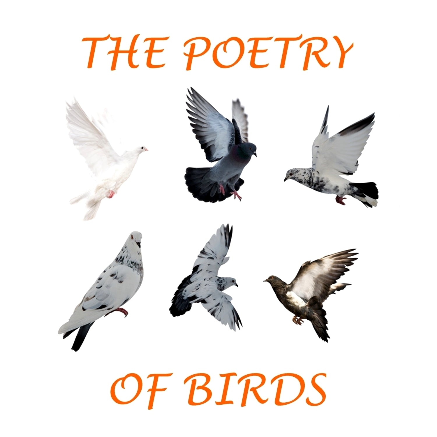 The Poetry of Birds