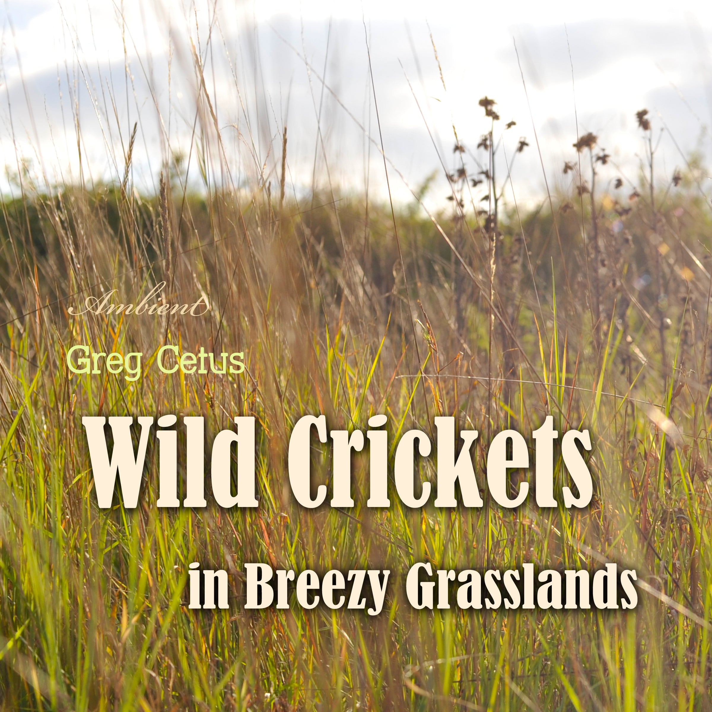 Wild Crickets in Breezy Grasslands