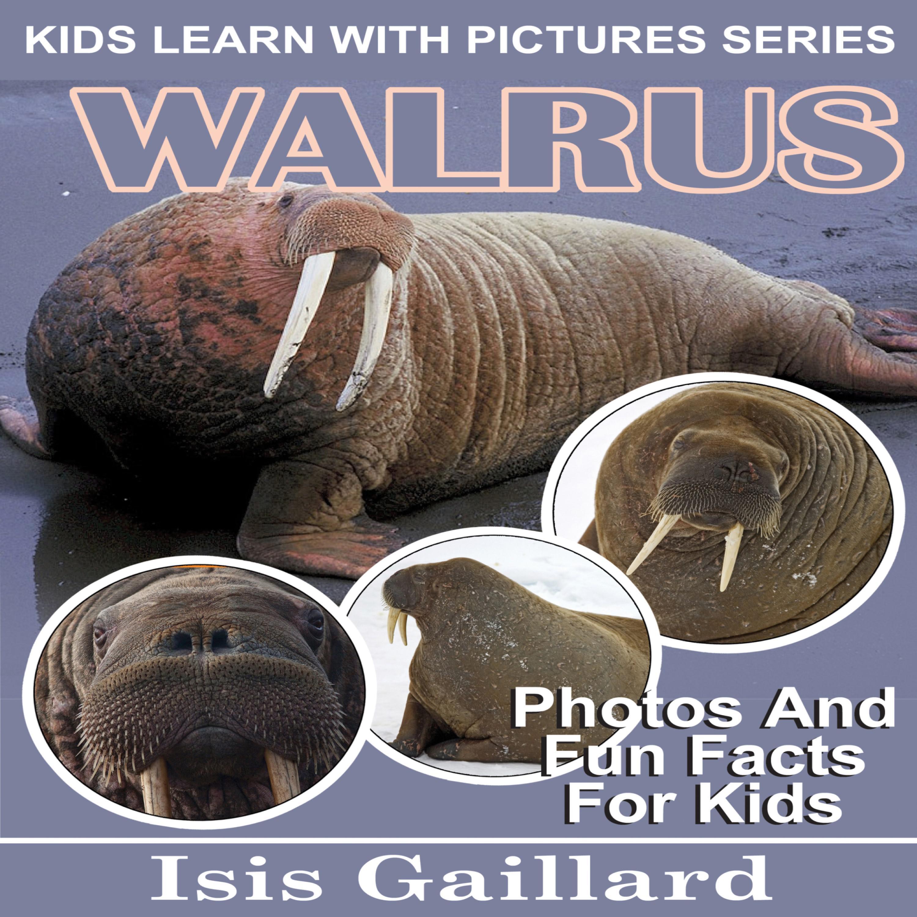 Walrus