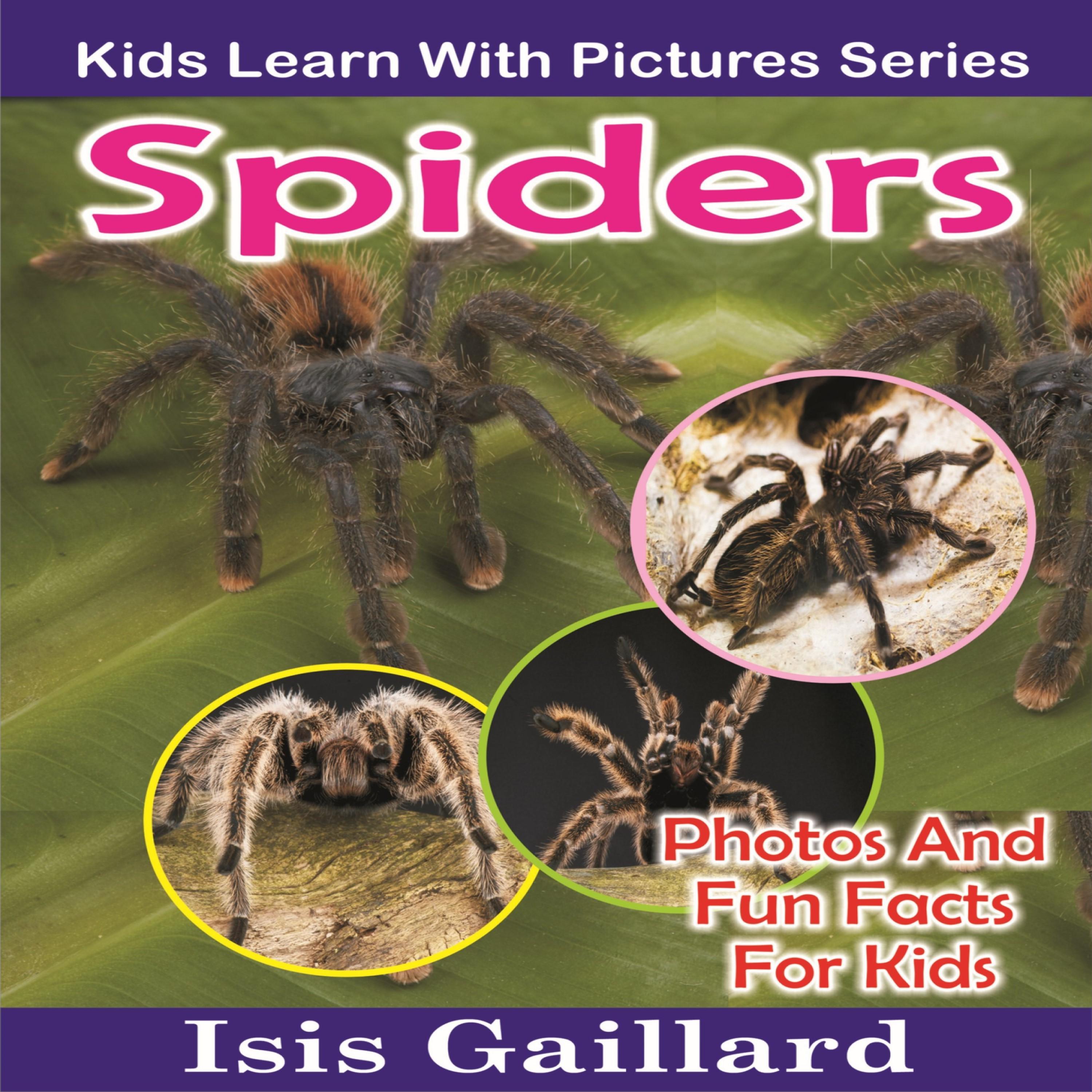 Spiders