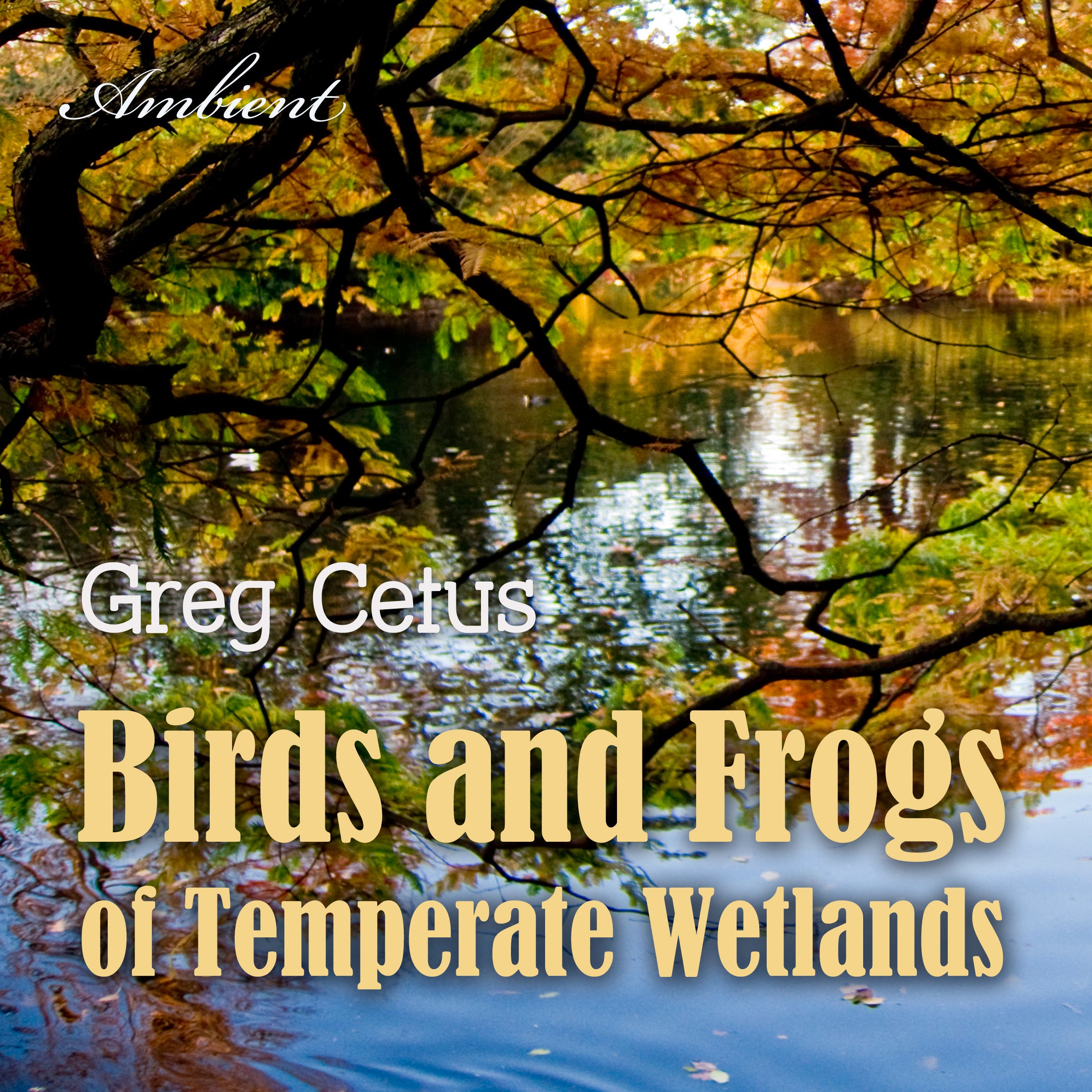 Birds and Frogs of Temperate Wetlands: Atmospheric Audio for Productivity and Focus