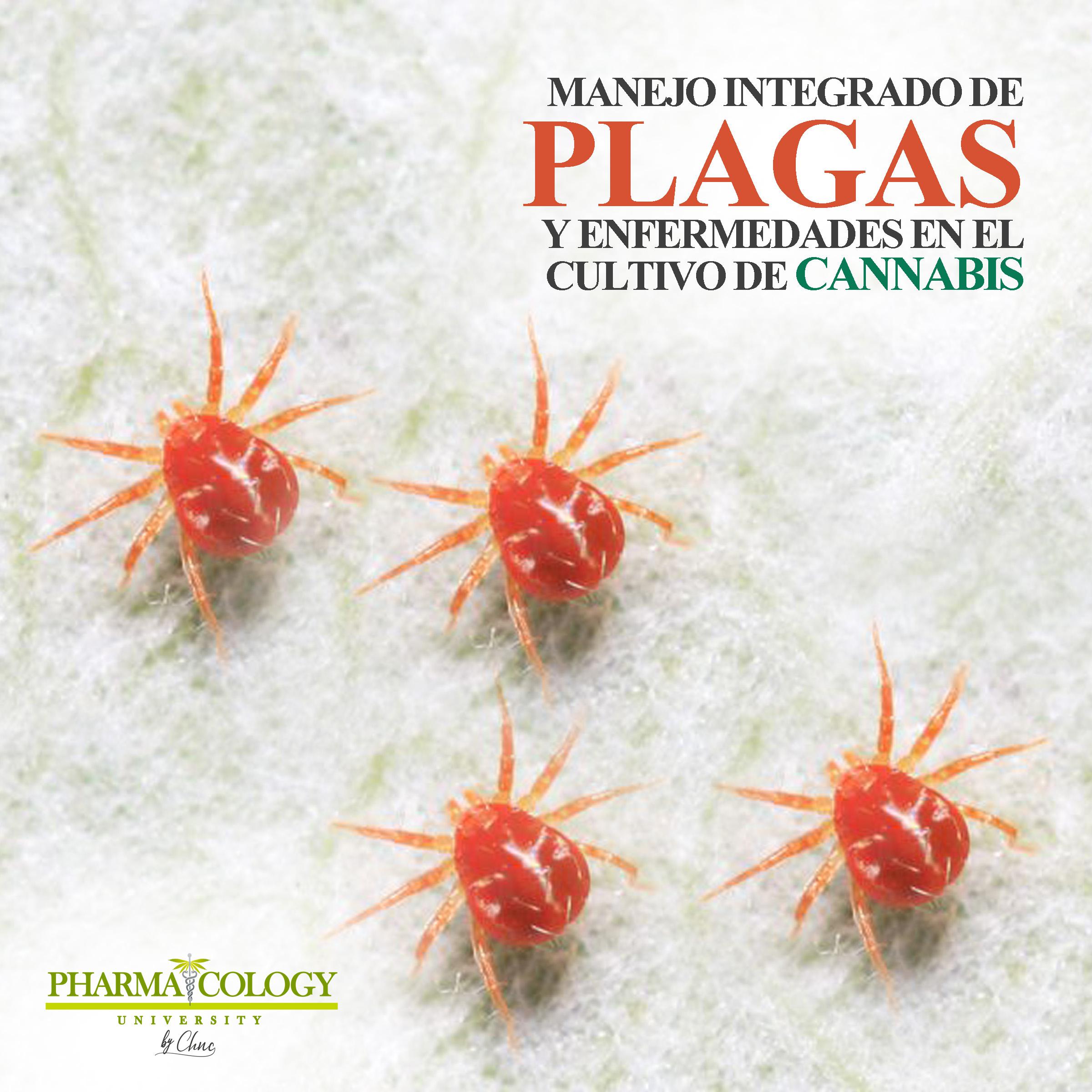 Manejo integrado de plagas y enfermedades en el cultivo de cannabis