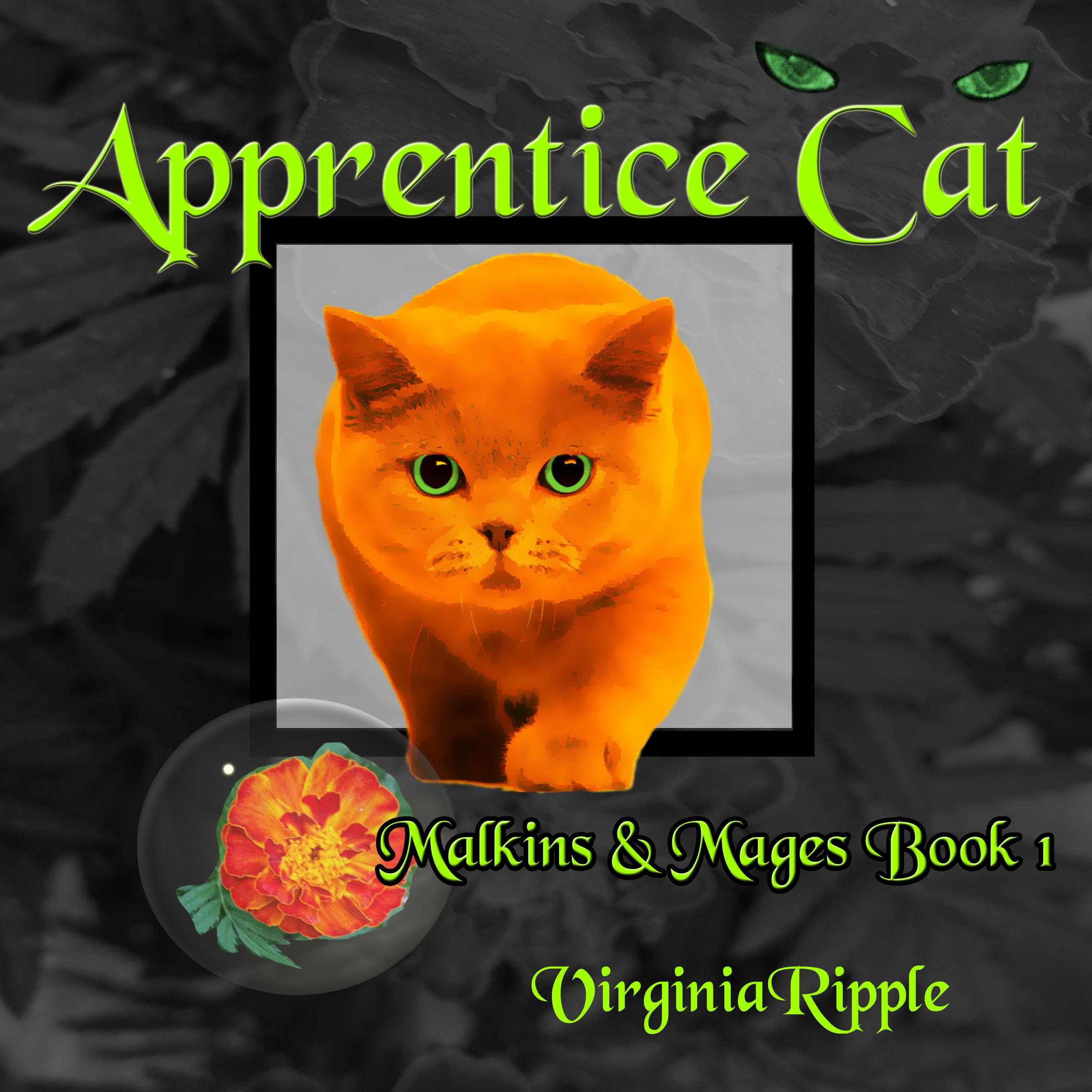 Apprentice Cat