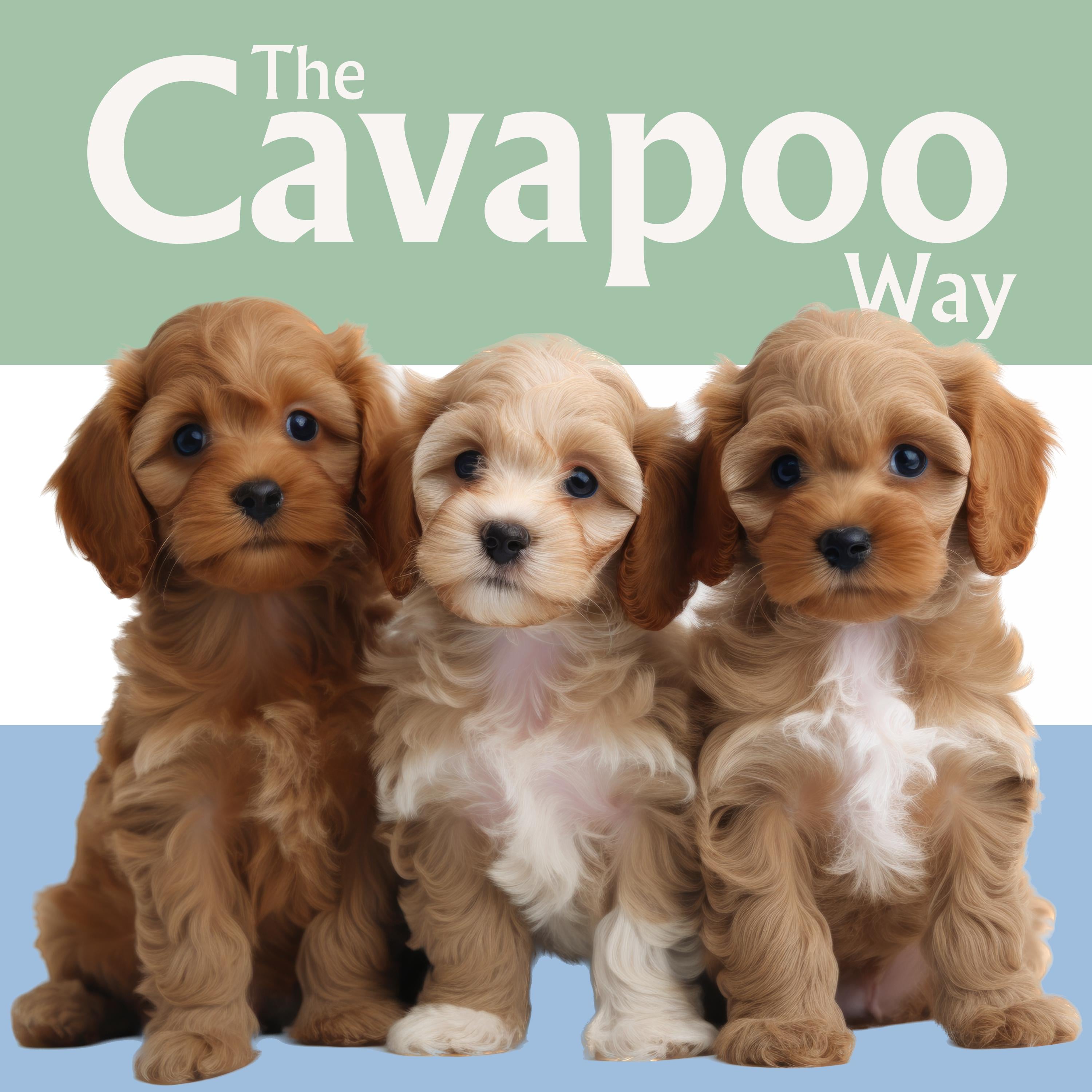 The Cavapoo Way