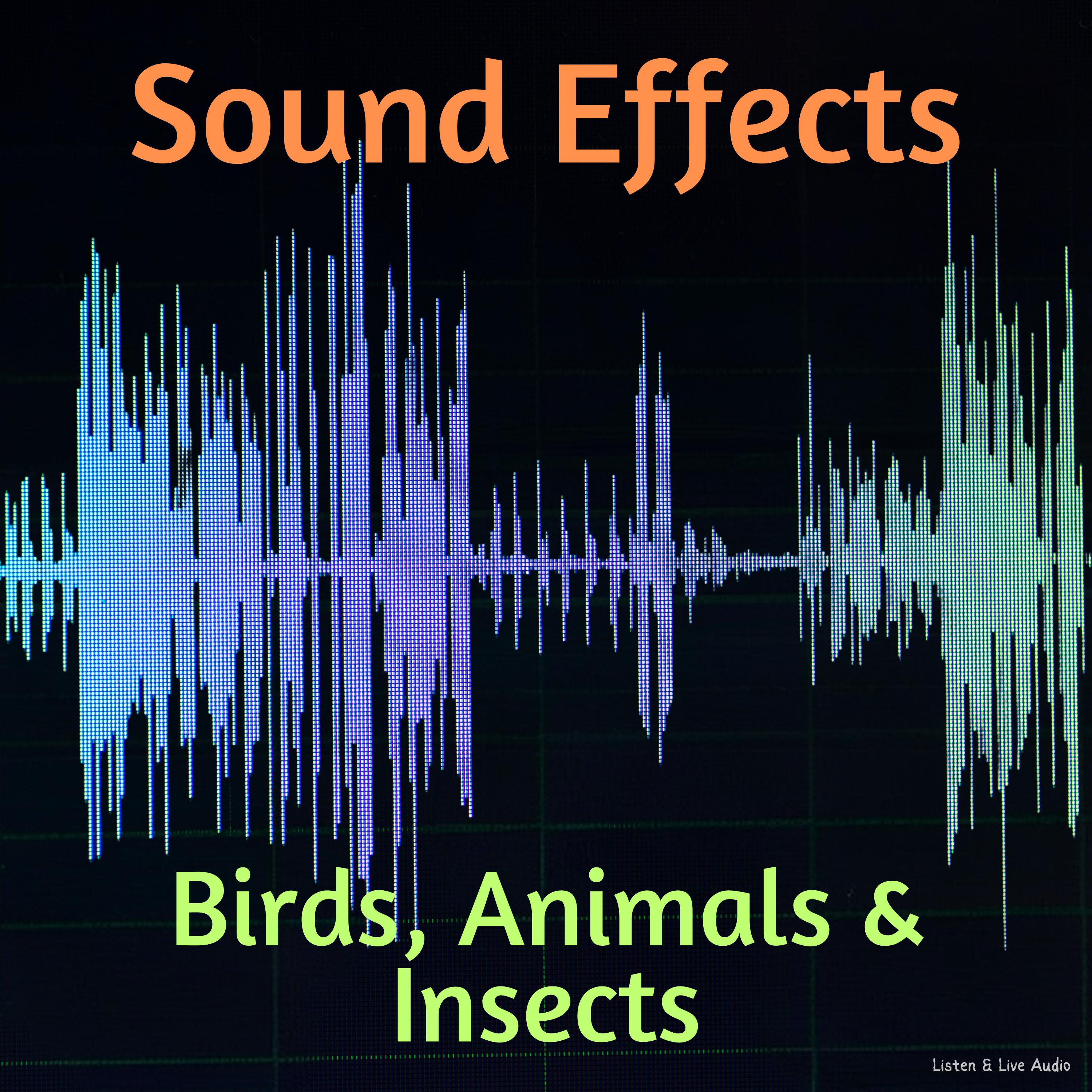 Sound Effects: Birds, Animals & Insects