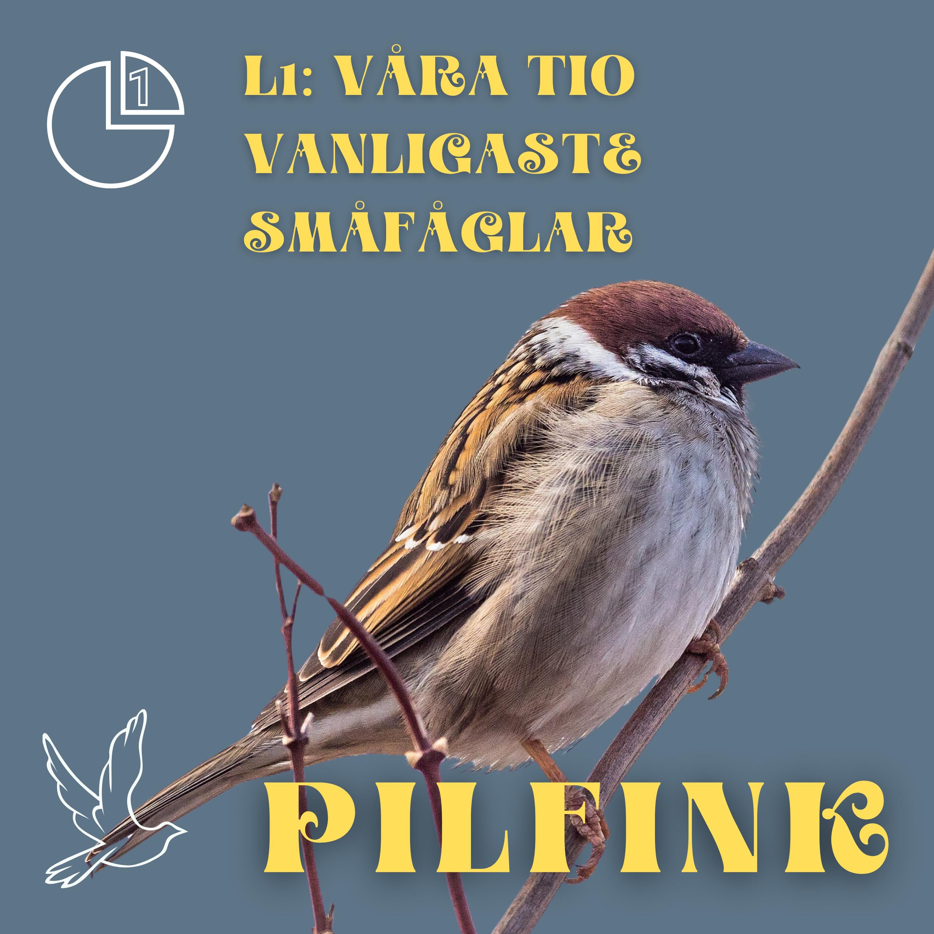 Pilfink
