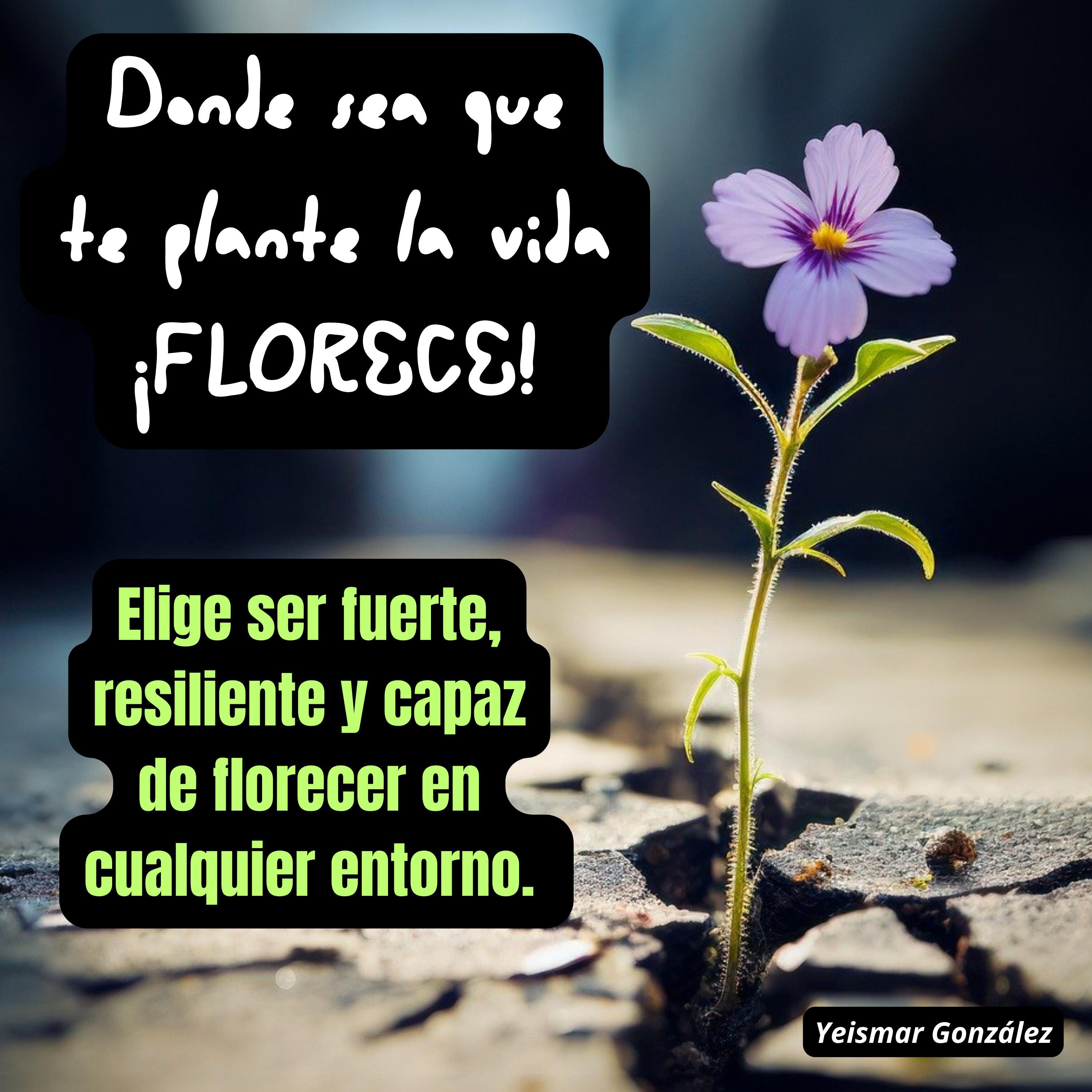 Donde sea que te plante la vida ¡FLORECE!