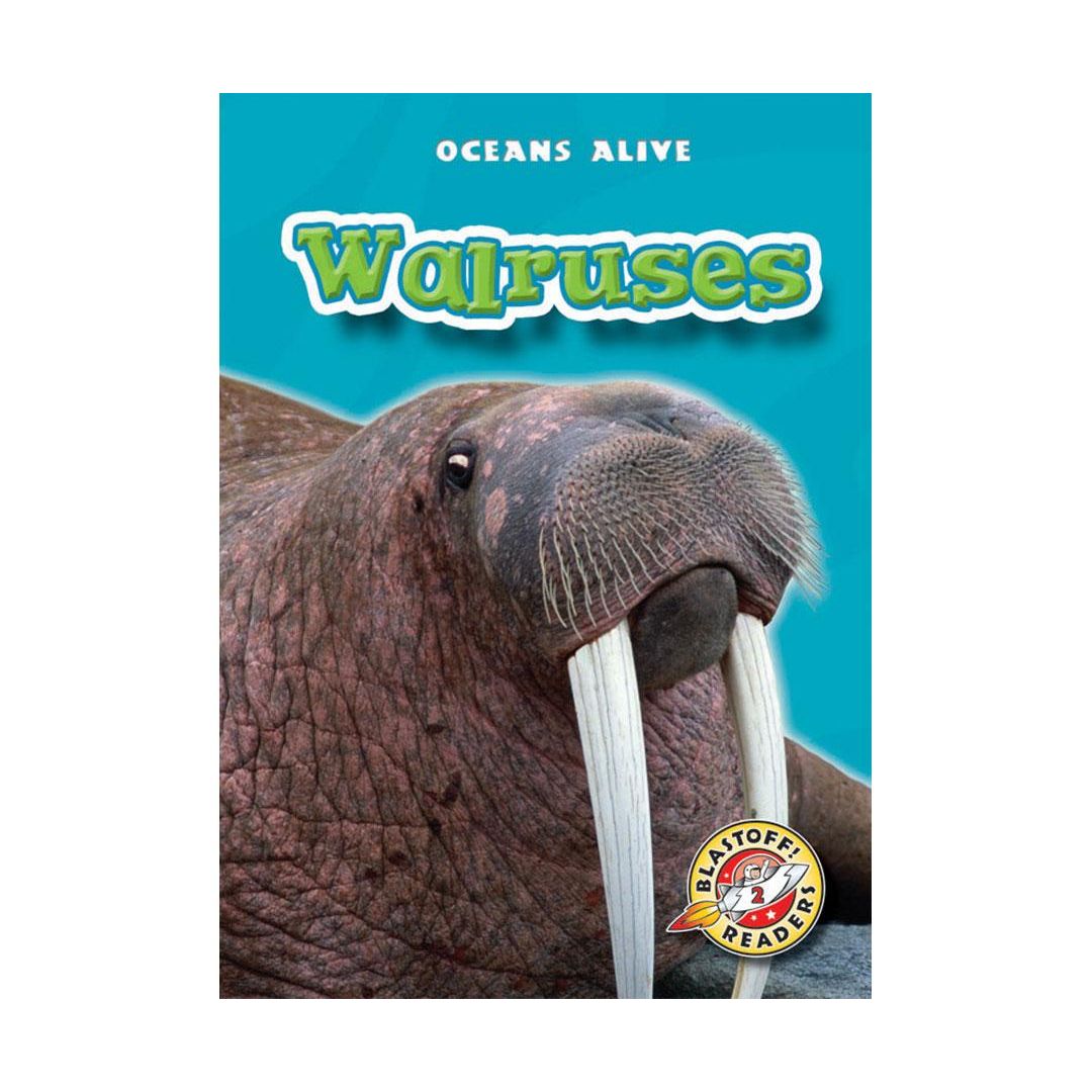 Walruses