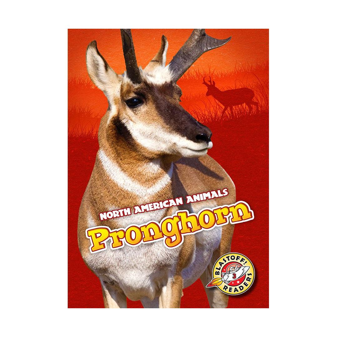 Pronghorn