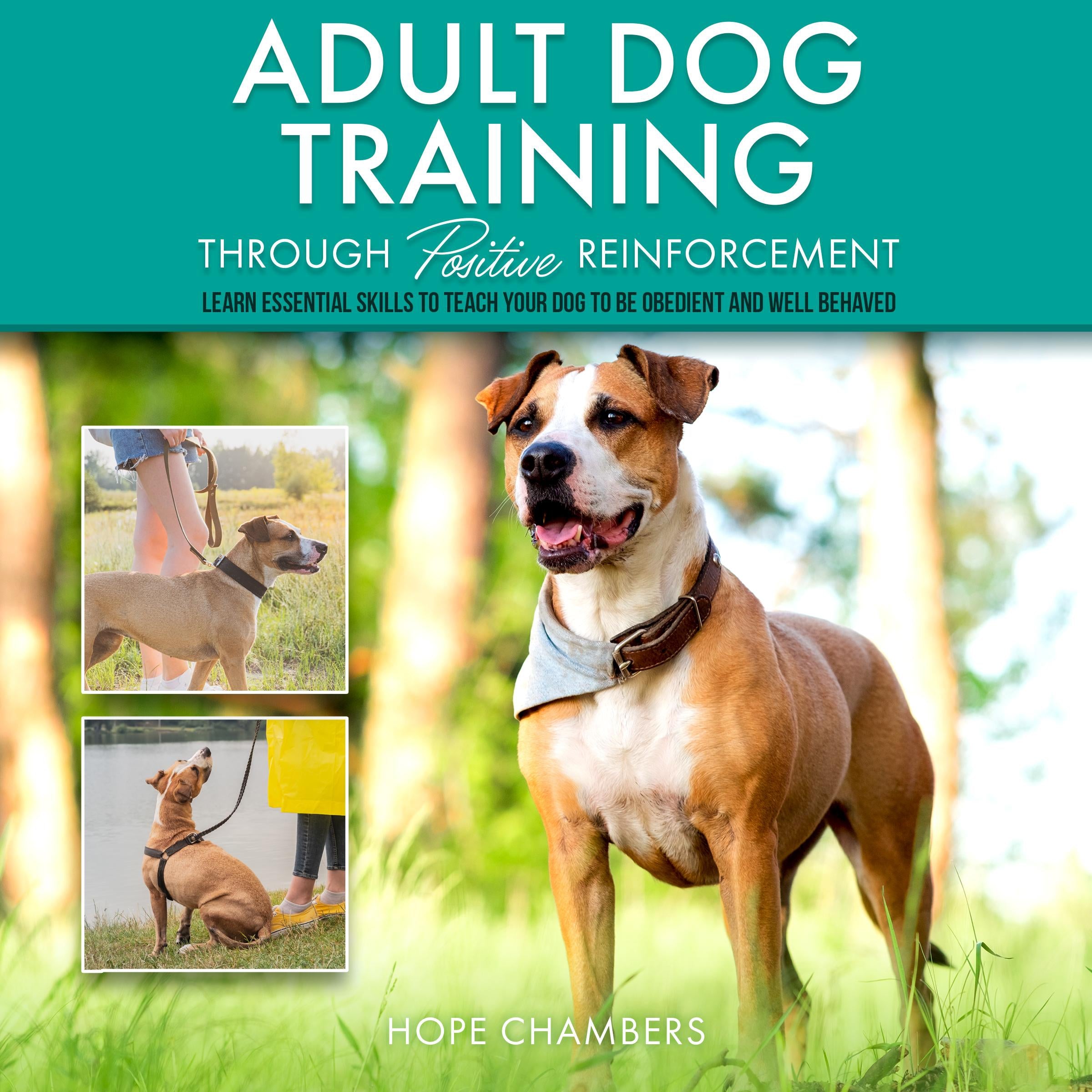 Adult Dog Training Through Positive Reinforcement: