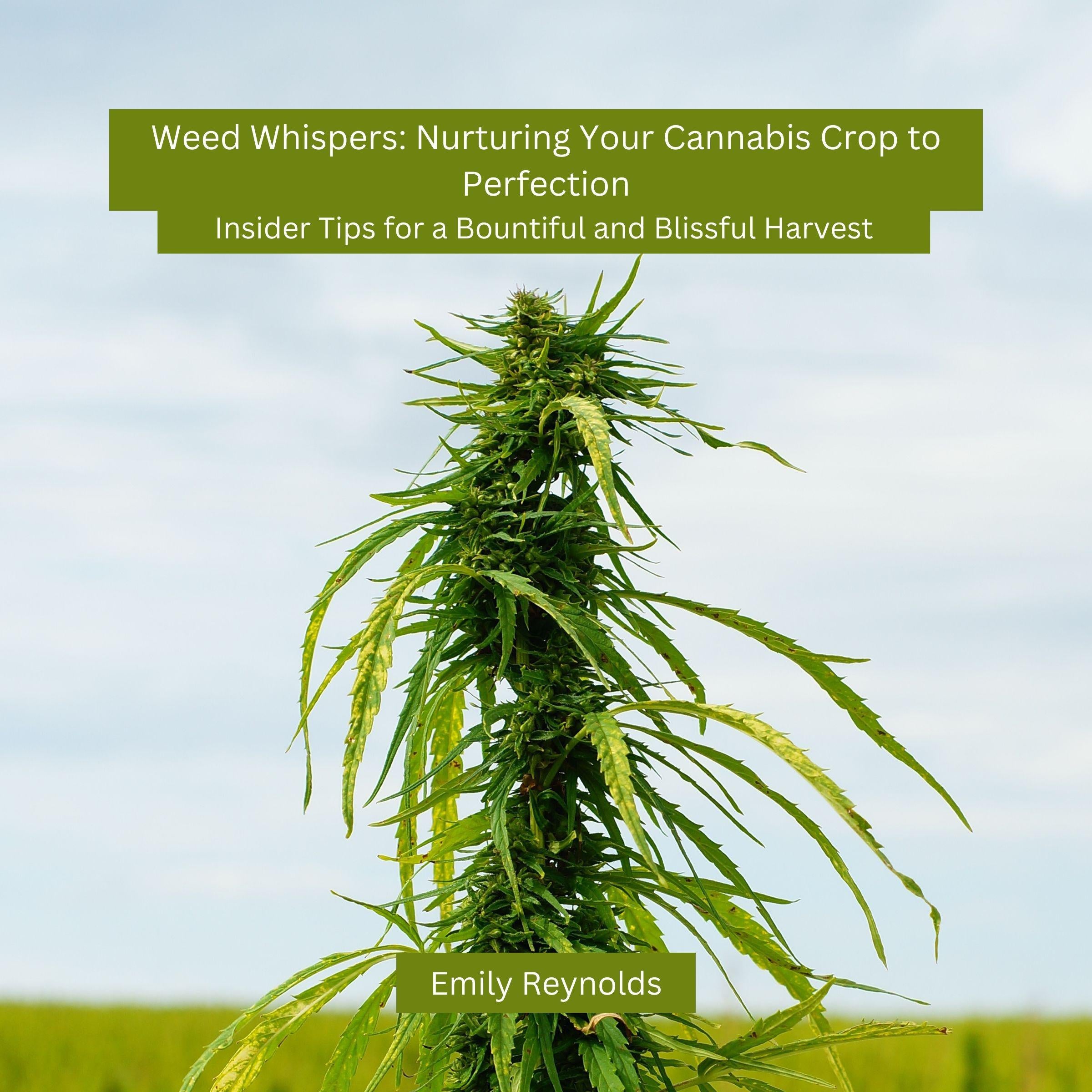 Weed Whispers: Nurturing Your Cannabis Crop to Perfection