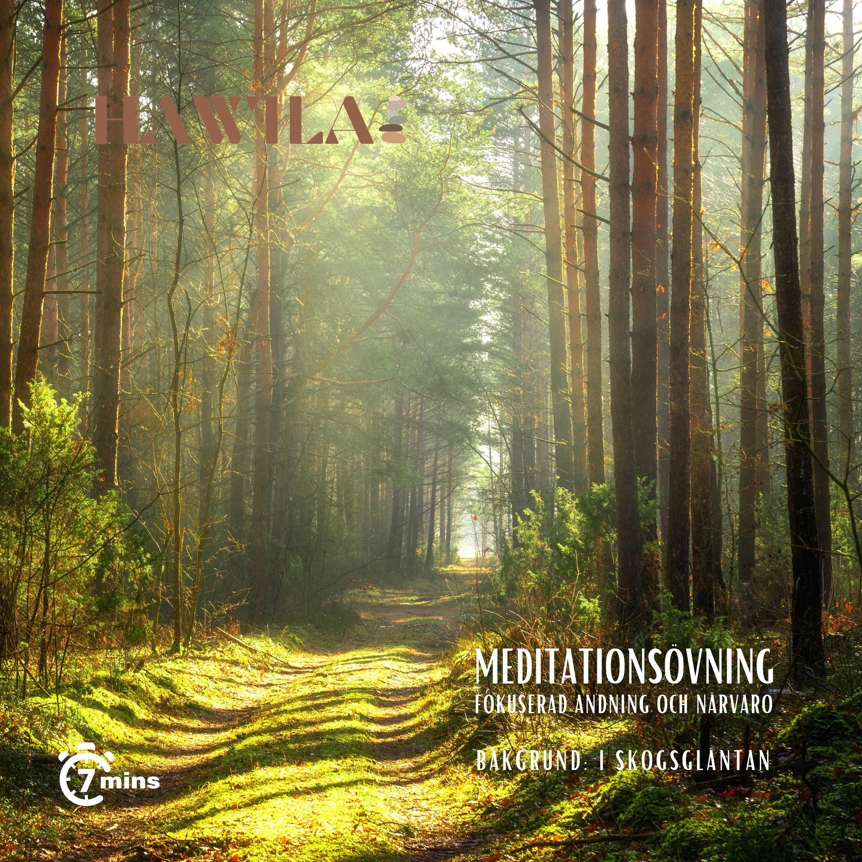 Meditationsövning - I skogsgläntan