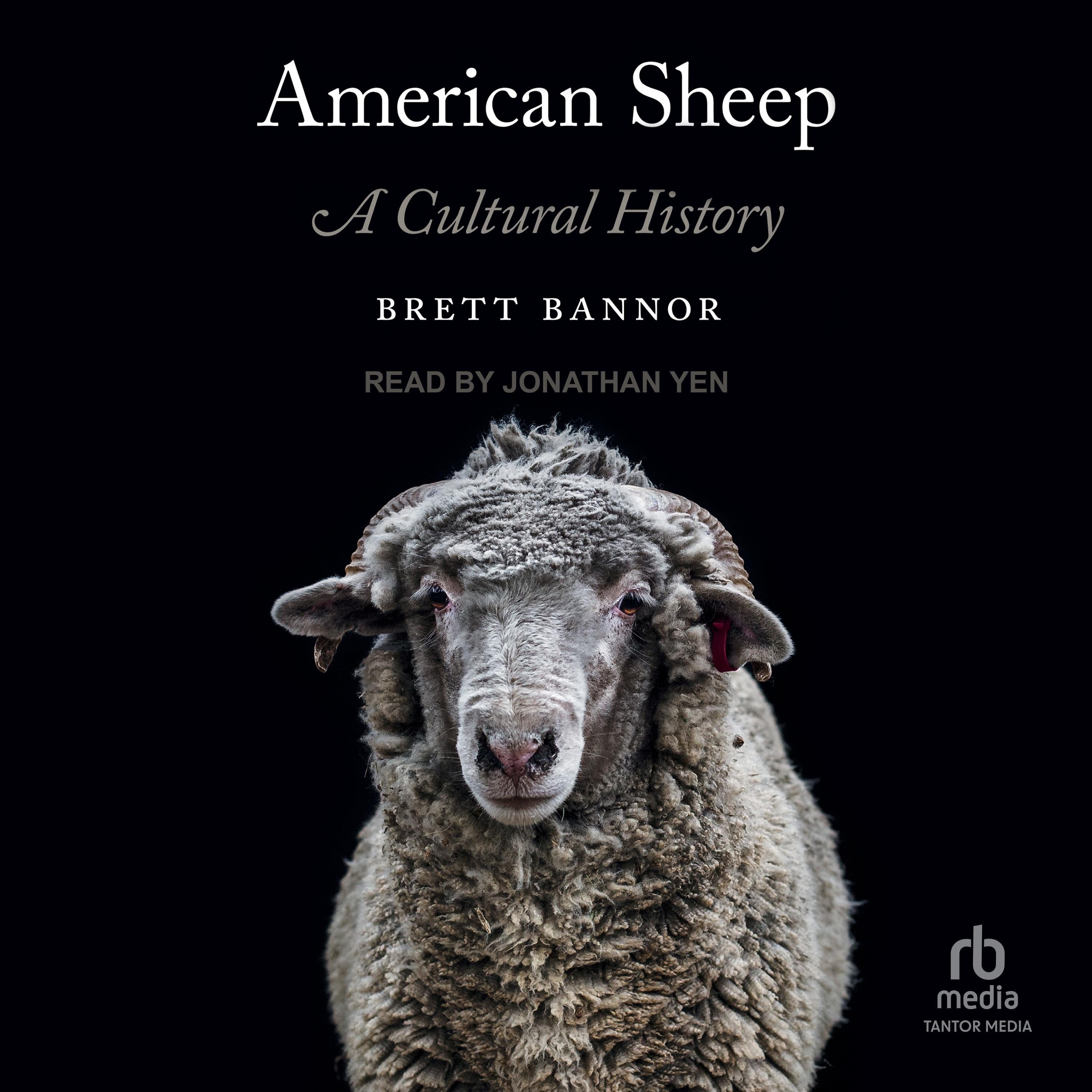 American Sheep