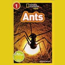 Ants